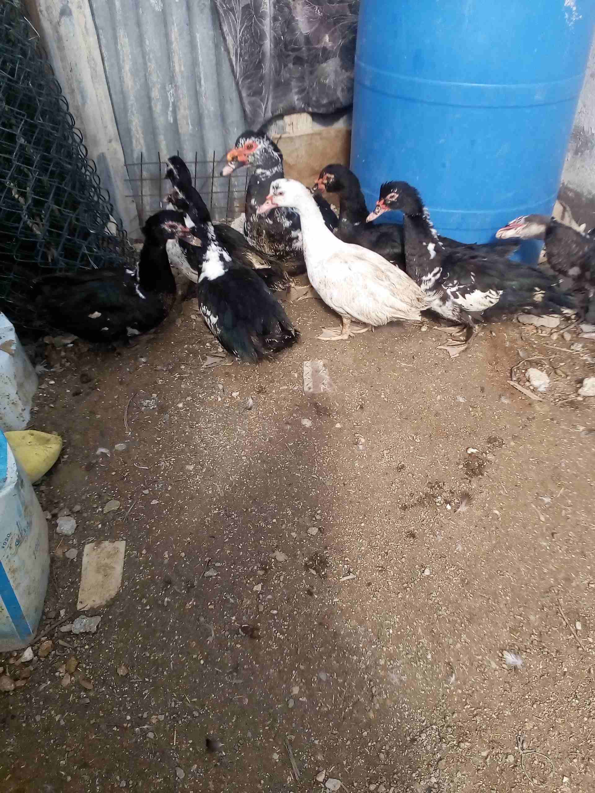 يوجد بط للبيع
لا تنسَ أنك شاهدت هذا الإعلان في عنكبوت
يوجد بط نوع مكسوفي للبيع 3ذكور و5 اناثي بسع...