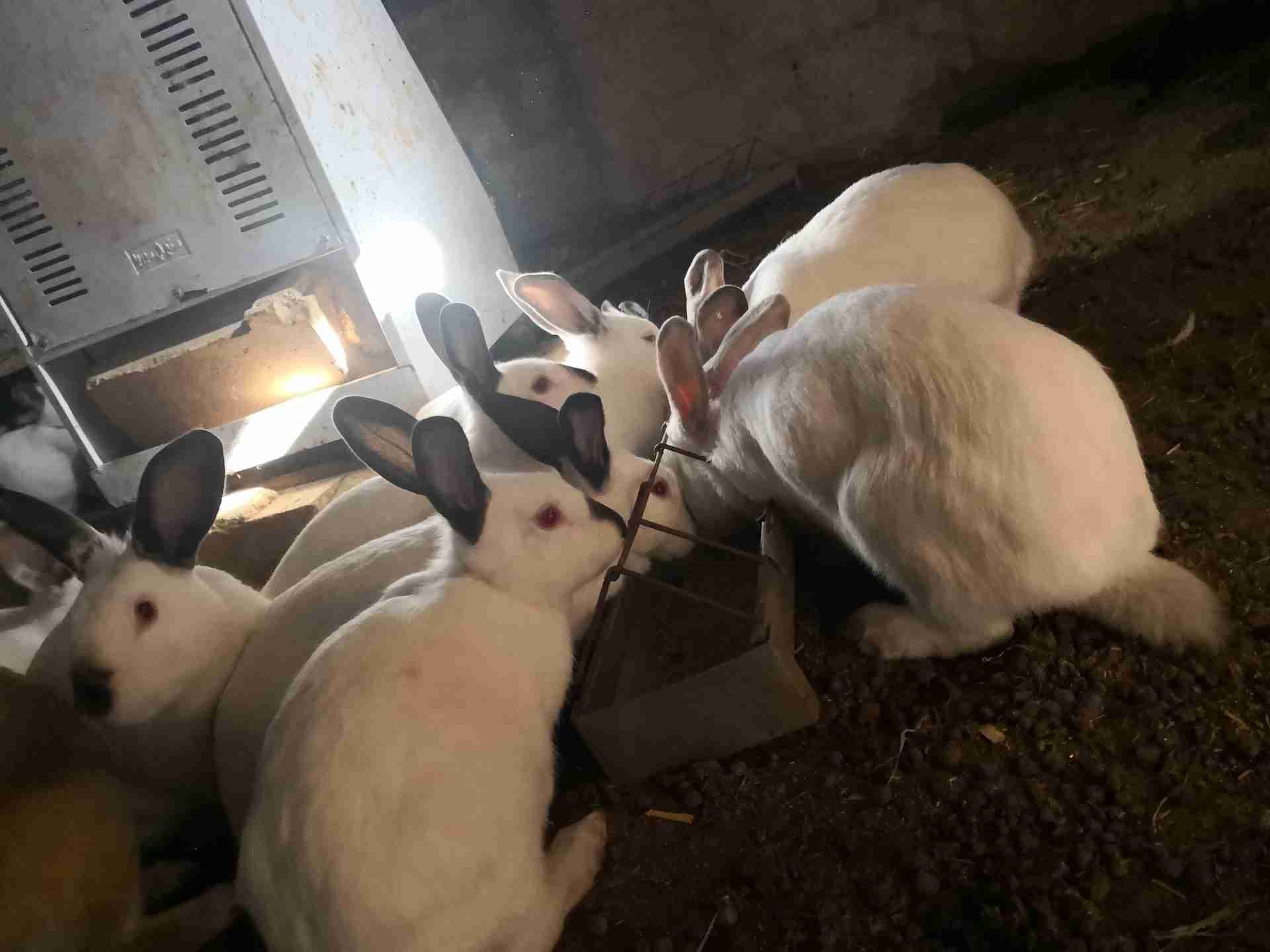 ارانب فرنسيه معاشير للبيع 18حبه وفي بلدي
لا تنسَ أنك شاهدت هذا الإعلان في عنكبوت
ارانب فرنسي...