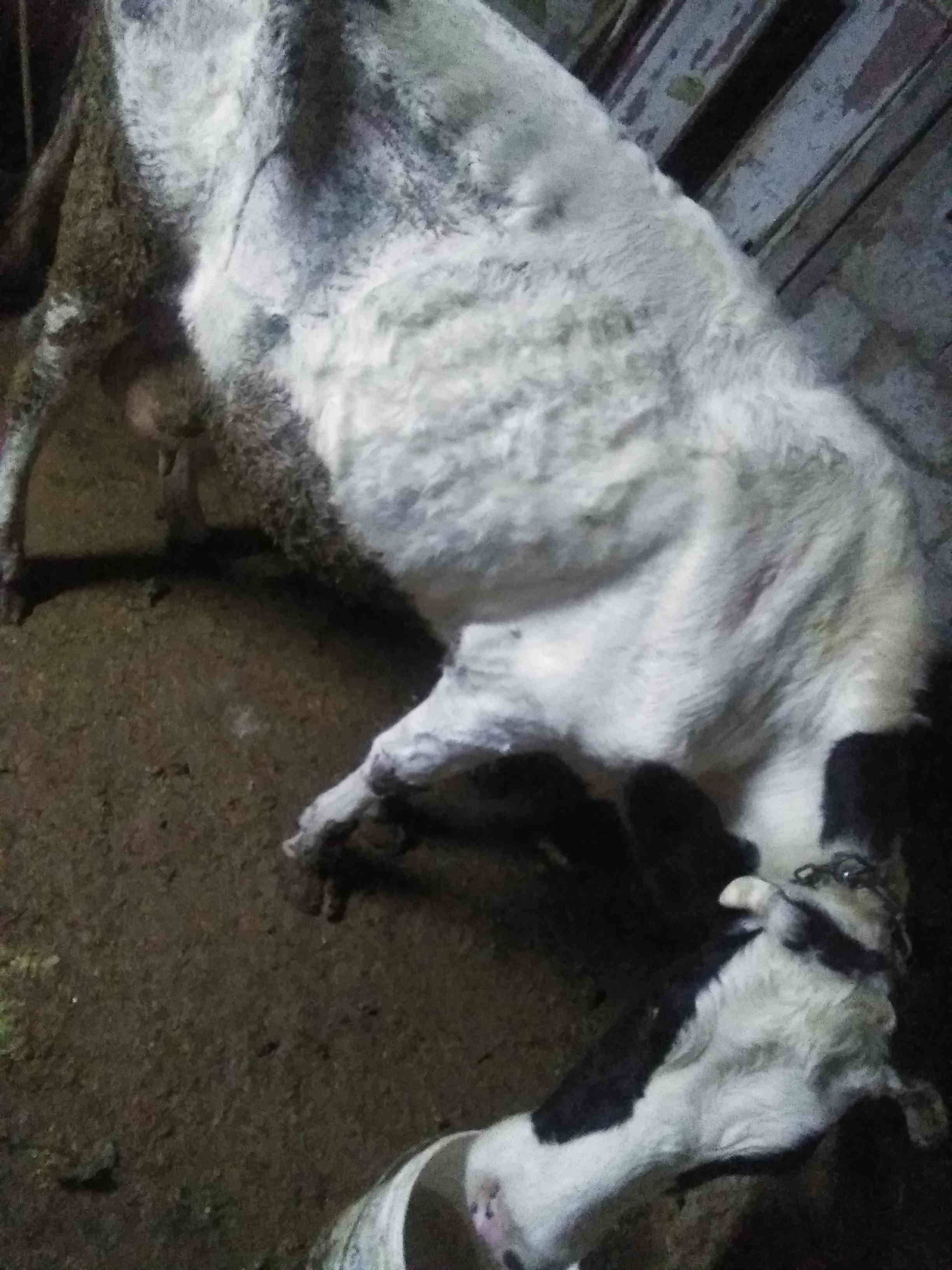 بقره حليب الها والده 15 يوم
لا تنسَ أنك شاهدت هذا الإعلان في عنكبوت
اربد بشرى...