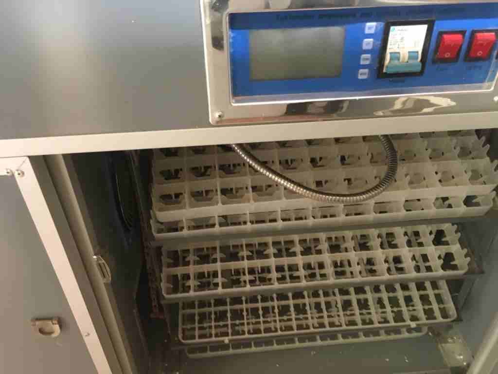 فقاسة جديدة فل توماتيك للبيع النقدي فقط
لا تنسَ أنك شاهدت هذا الإعلان في عنكبوت
سعه 352 بيضة دجاج...