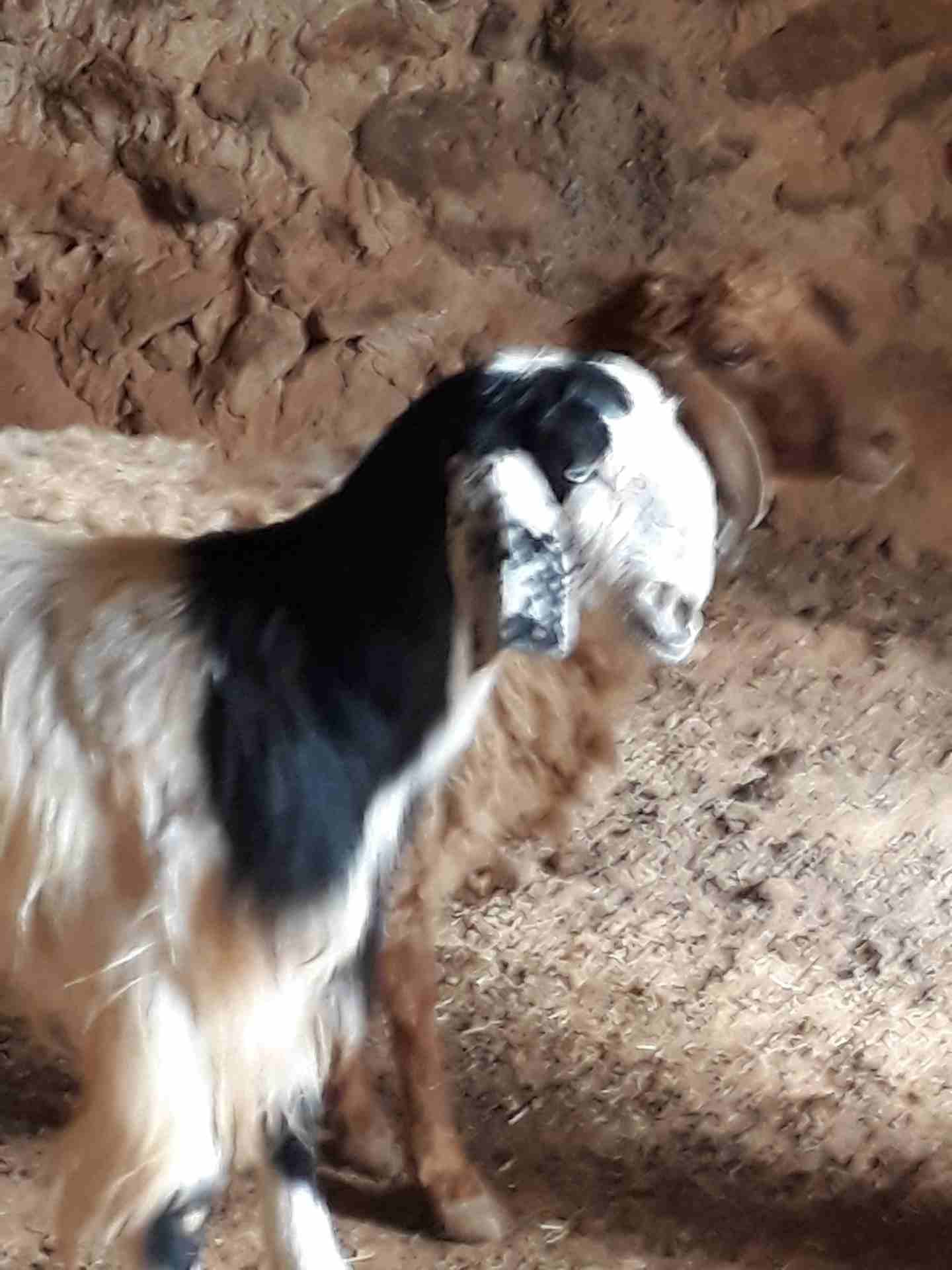 ثنايا عشار
لا تنسَ أنك شاهدت هذا الإعلان في عنكبوت
ثنايا عشار وفي درار لاي استفسار موجودات بالمفر...