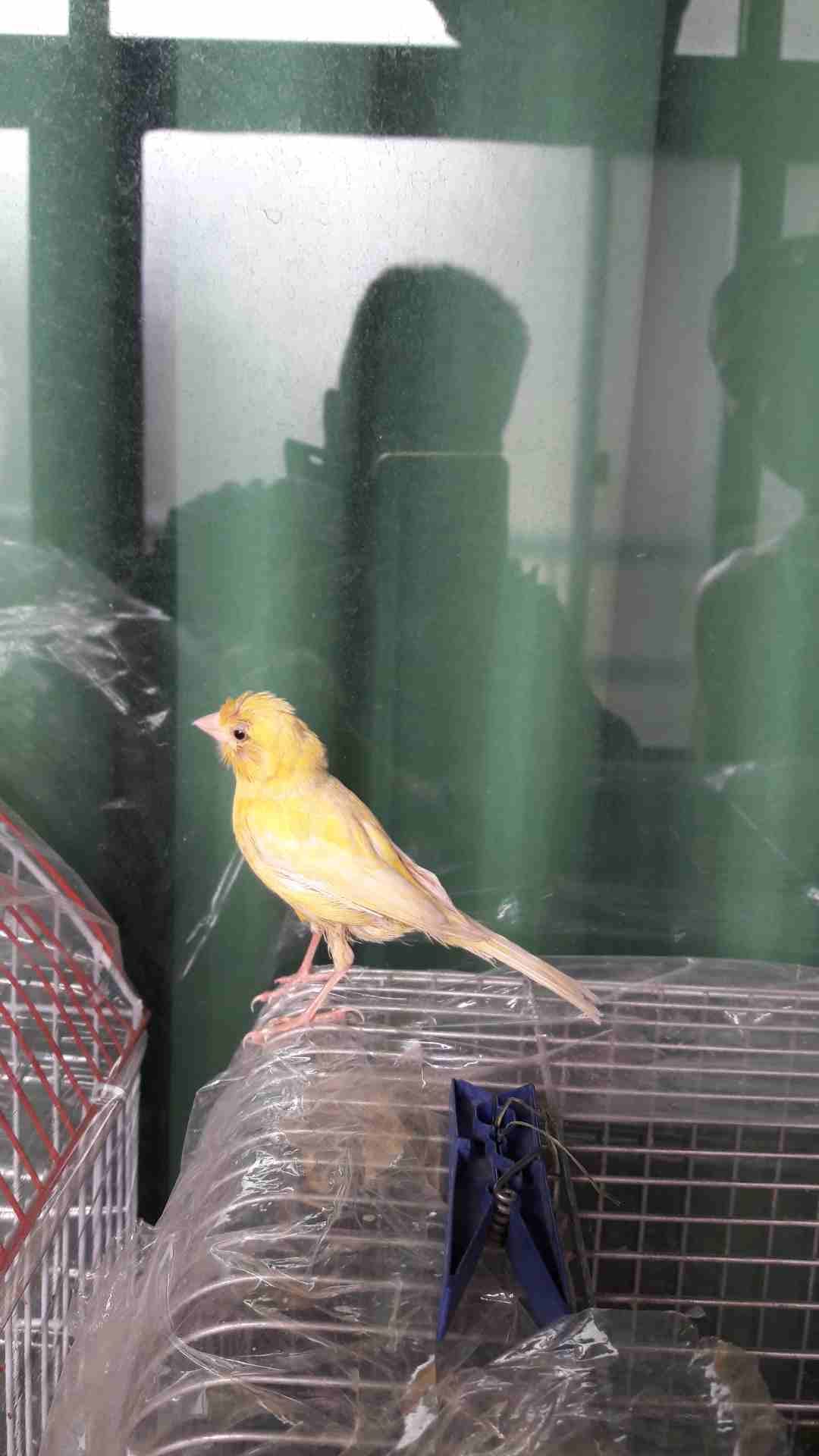 طيره ليمونيه جاهزه
لا تنسَ أنك شاهدت هذا الإعلان في عنكبوت
طيرة كنار ليمونيه جاهزه على الفحل على...