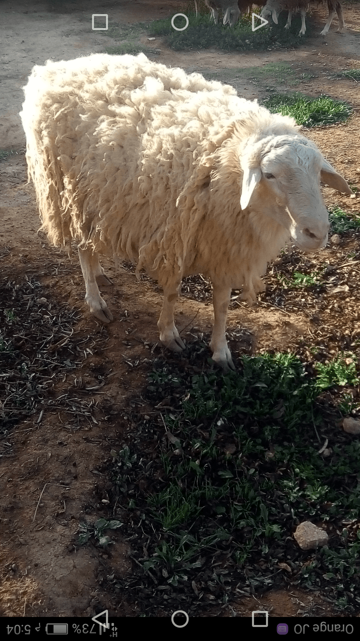 كبش عساف
لا تنسَ أنك شاهدت هذا الإعلان في عنكبوت
كبش عساف العمر سنتين ونص
بالصلاة على النبي...