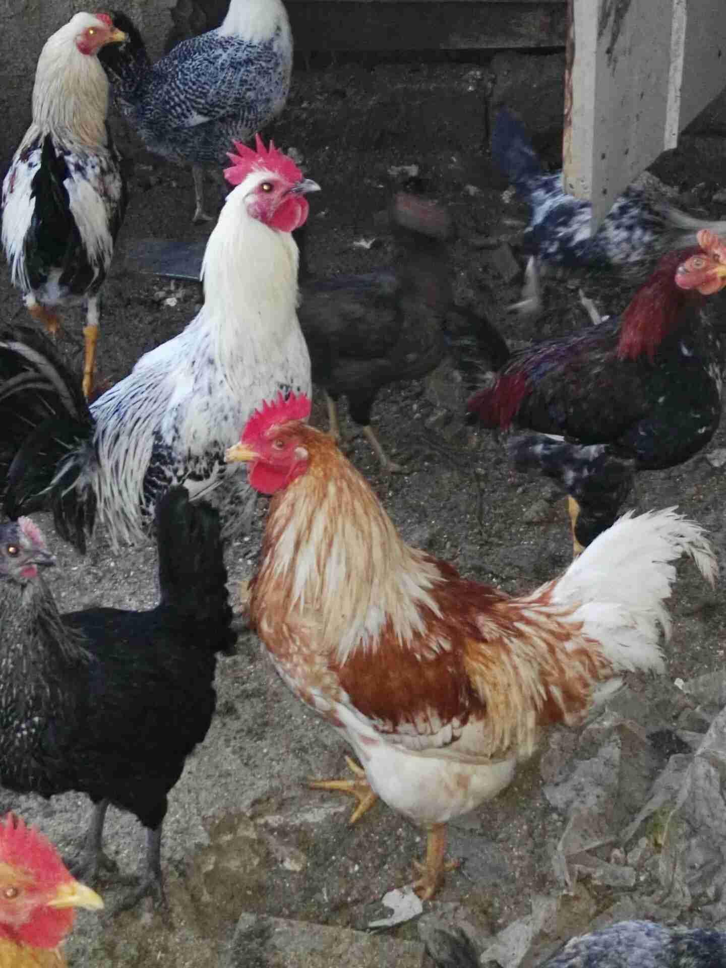 ديك فوجن براون
لا تنسَ أنك شاهدت هذا الإعلان في عنكبوت
ديك فوجن براون للبيع...