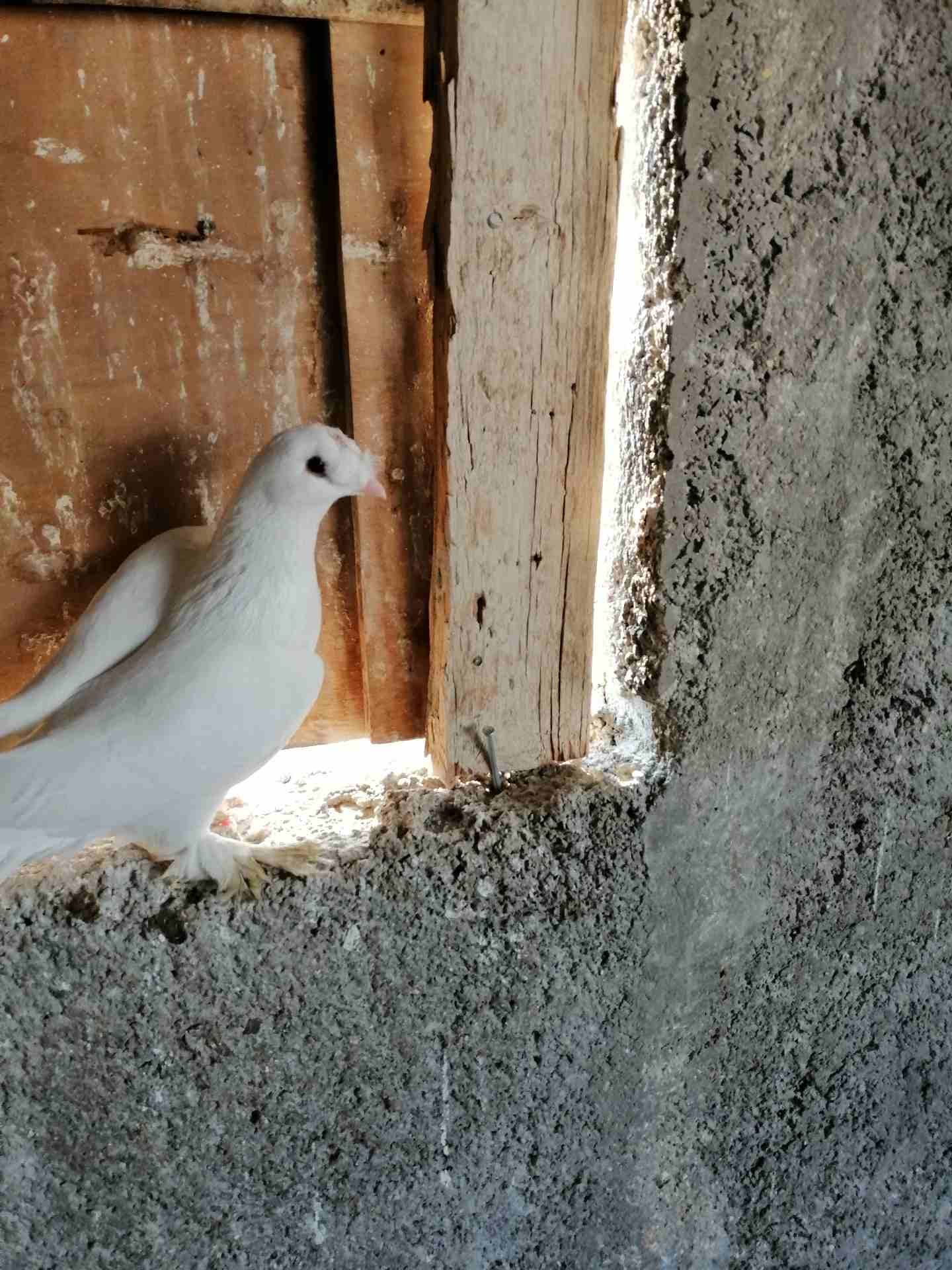 فحل مخلف ومخلص طير حمام نخب النخب موجود في الزرقاء
لا تنسَ أنك شاهدت هذا الإعلان في عنكبوت
مكاوي...