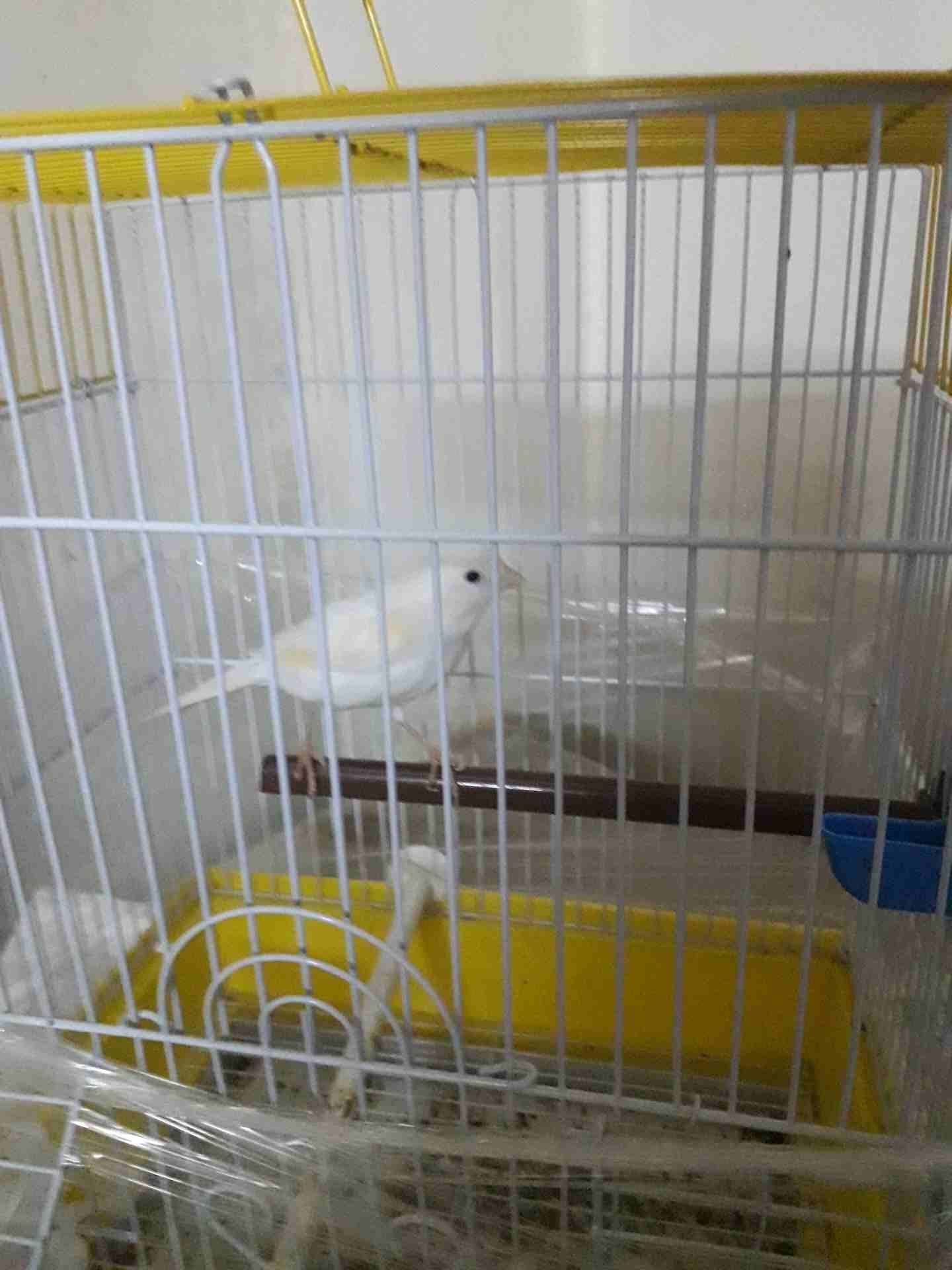 طيور كناري للبيع .. أنثى عدد 2 ذكر عدد 2 قفصين
لا تنسَ أنك شاهدت هذا الإعلان في عنكبوت
السلام...