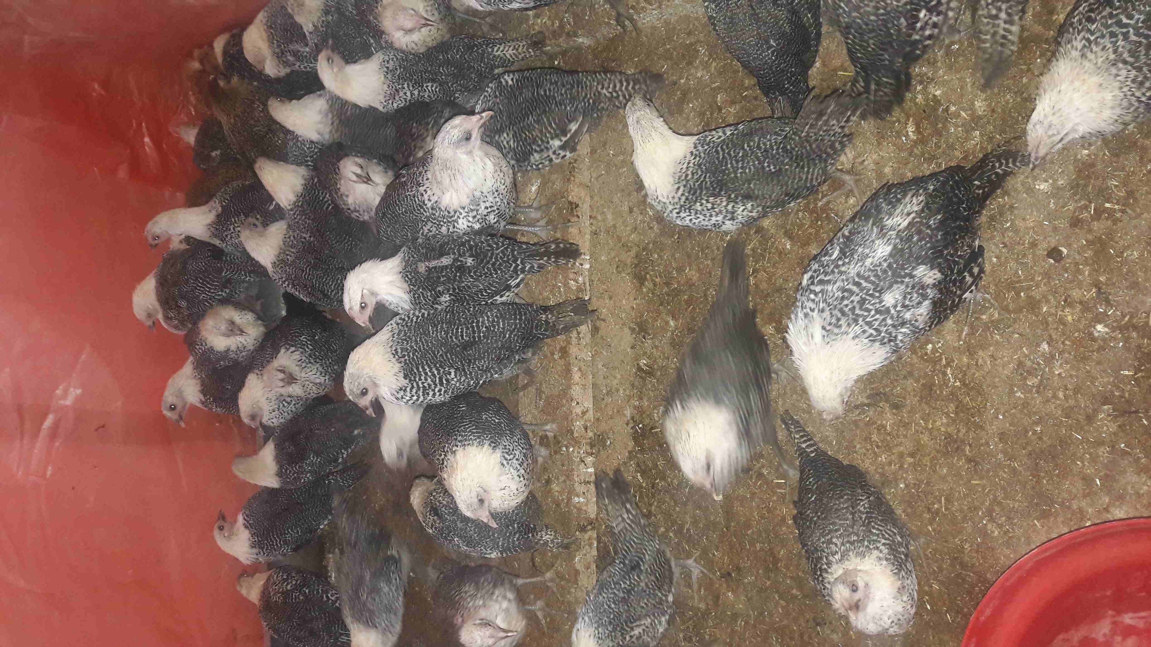 فرخات فيومي البزره الاصليه للبيع
لا تنسَ أنك شاهدت هذا الإعلان في عنكبوت
فرخات فيومي البزره الاصل...