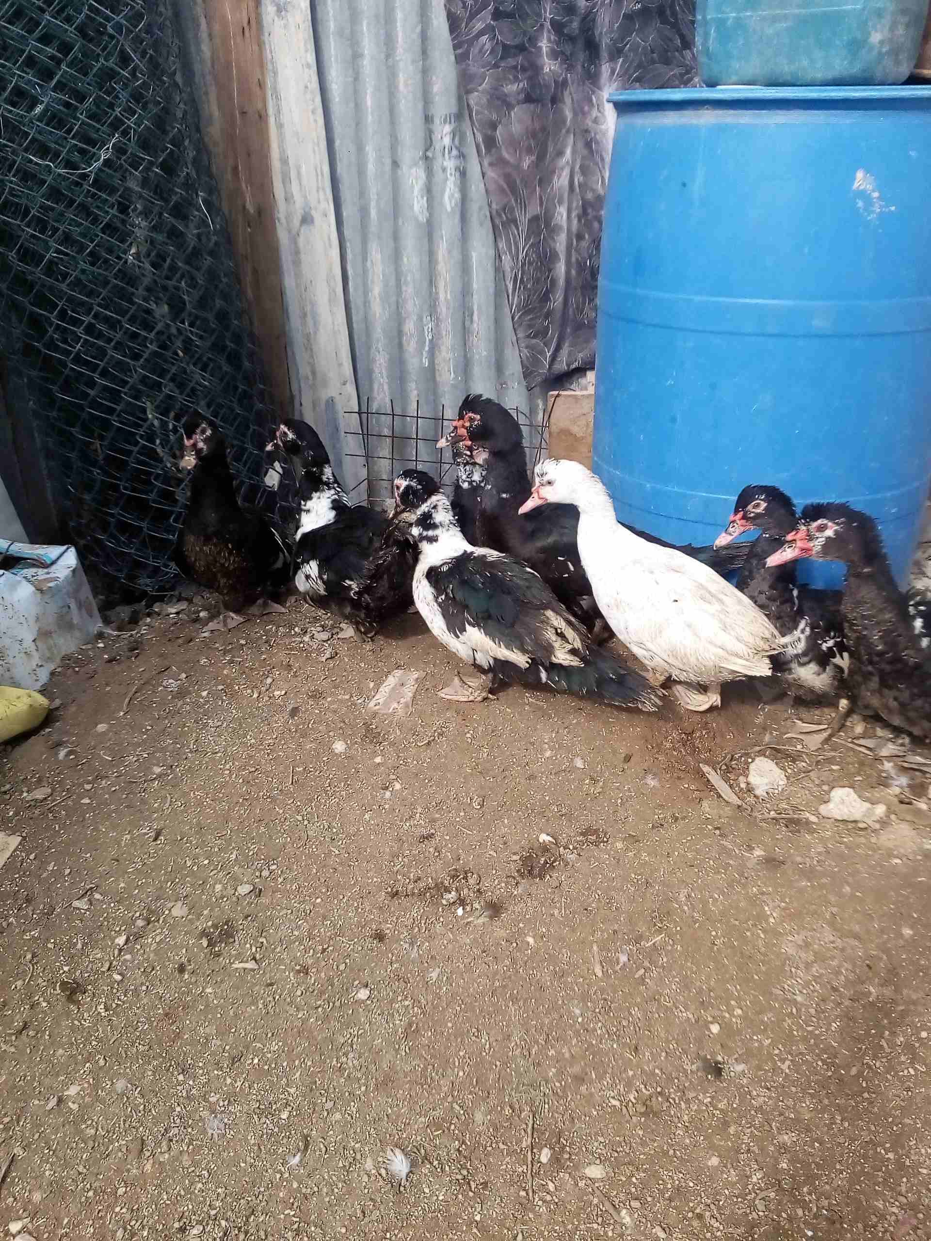 يوجد بط للبيع
لا تنسَ أنك شاهدت هذا الإعلان في عنكبوت
يوجد بط مكسوفي عدد8حبات ذكرين و6اناثي
صحة...