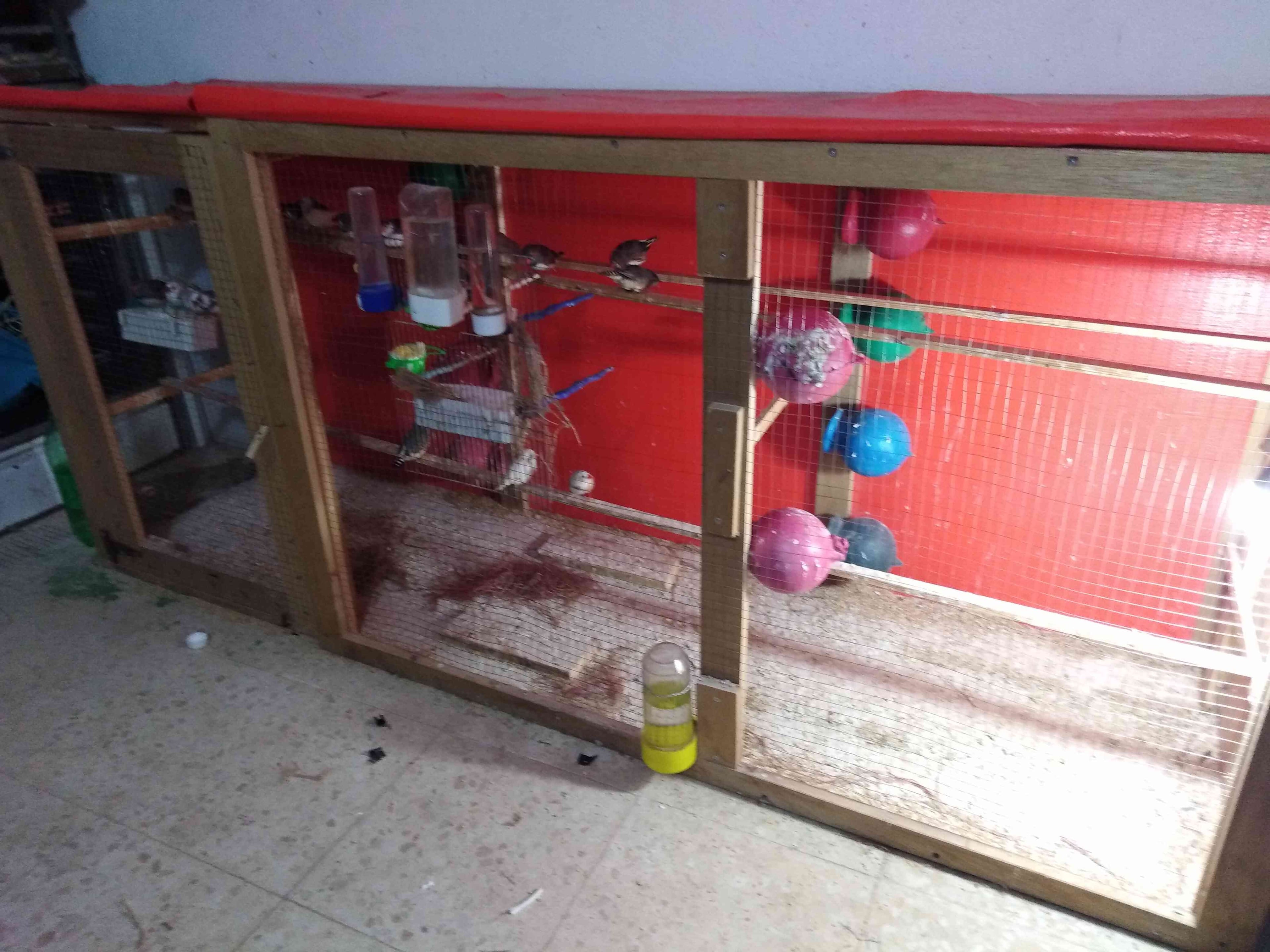 طيور جنة شغلات مع بيض
لا تنسَ أنك شاهدت هذا الإعلان في عنكبوت
10 جواز جنة شغلات اشي بايض وشي...