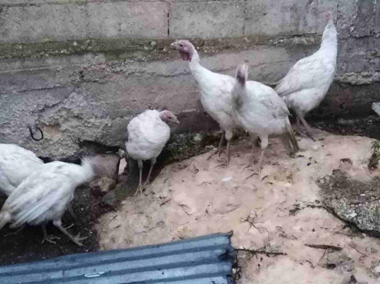 موجود حبش
لا تنسَ أنك شاهدت هذا الإعلان في عنكبوت
8 حبات حبش
6اناثي 2 ذكرين...