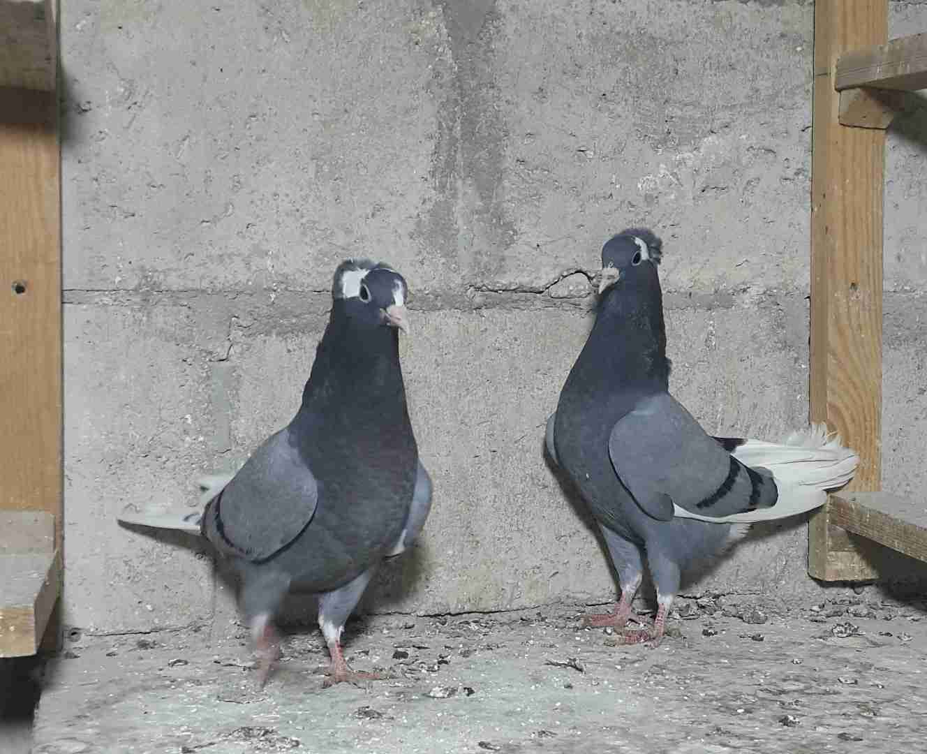 جبل النصر
لا تنسَ أنك شاهدت هذا الإعلان في عنكبوت
فرخين تكالجة زرق نهايتهم 25...