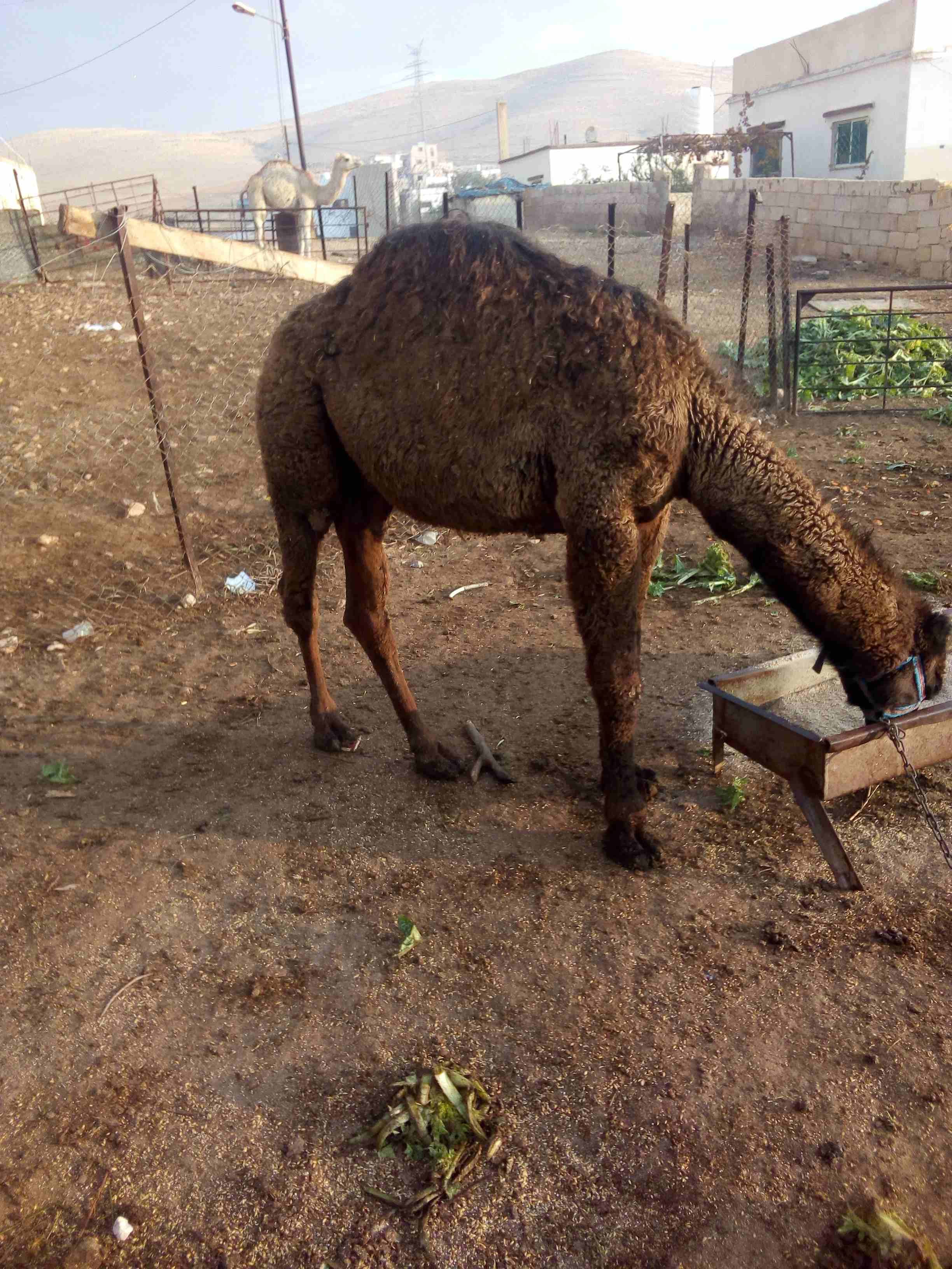 قعود للبيع بسعر مغري
لا تنسَ أنك شاهدت هذا الإعلان في عنكبوت
اللون اسود...
