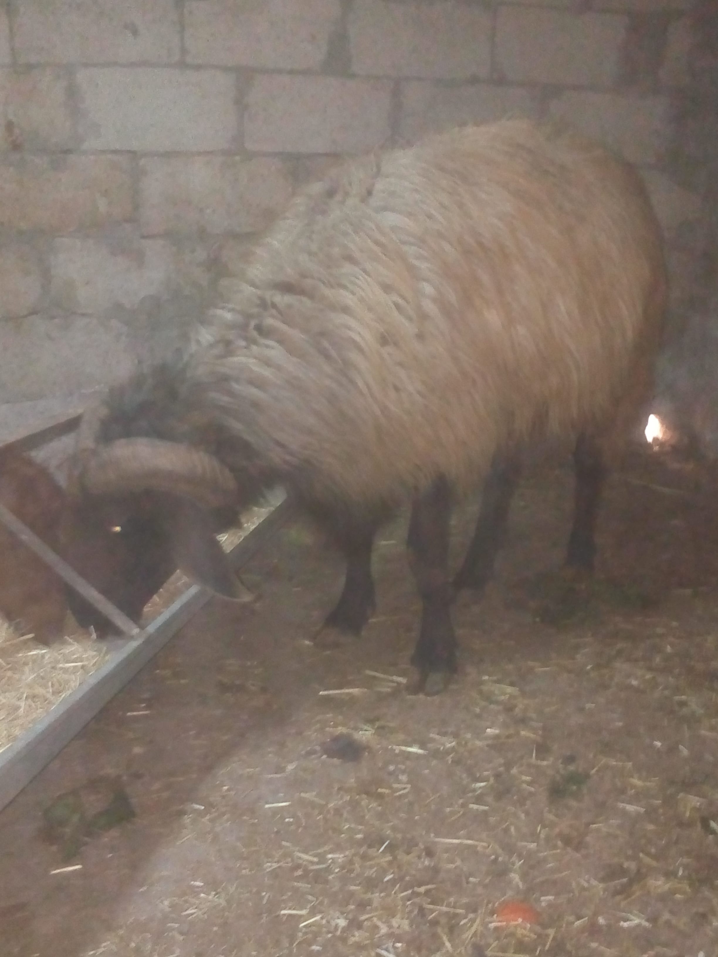 كبش للعقائق والنذر
لا تنسَ أنك شاهدت هذا الإعلان في عنكبوت
كبش لحم بصلاه على النبي بزبط عقيقه...