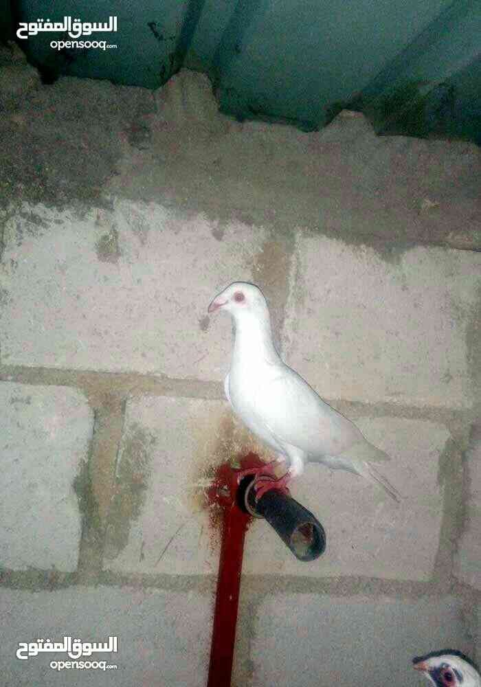 للبيع او البدل
لا تنسَ أنك شاهدت هذا الإعلان في عنكبوت
للبيع او البدل...