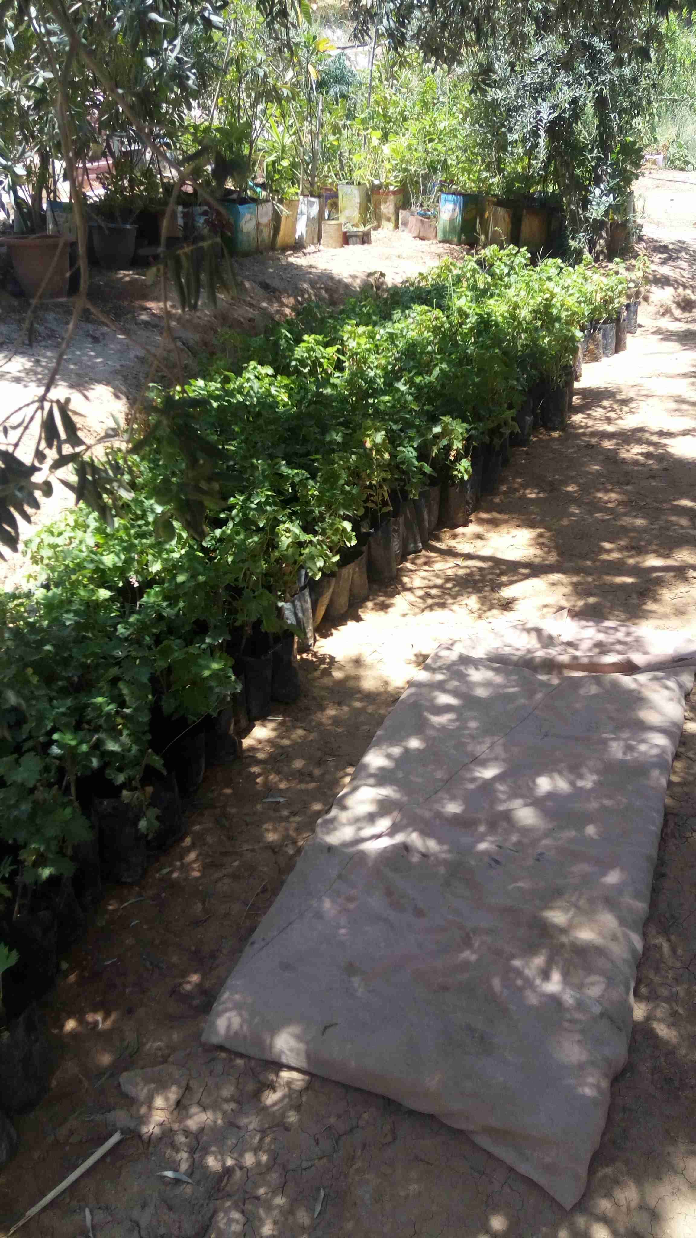 شتل دوالي للبيع
لا تنسَ أنك شاهدت هذا الإعلان في عنكبوت
شتل دوالي للبيع طور متر ونص البيع كوم...