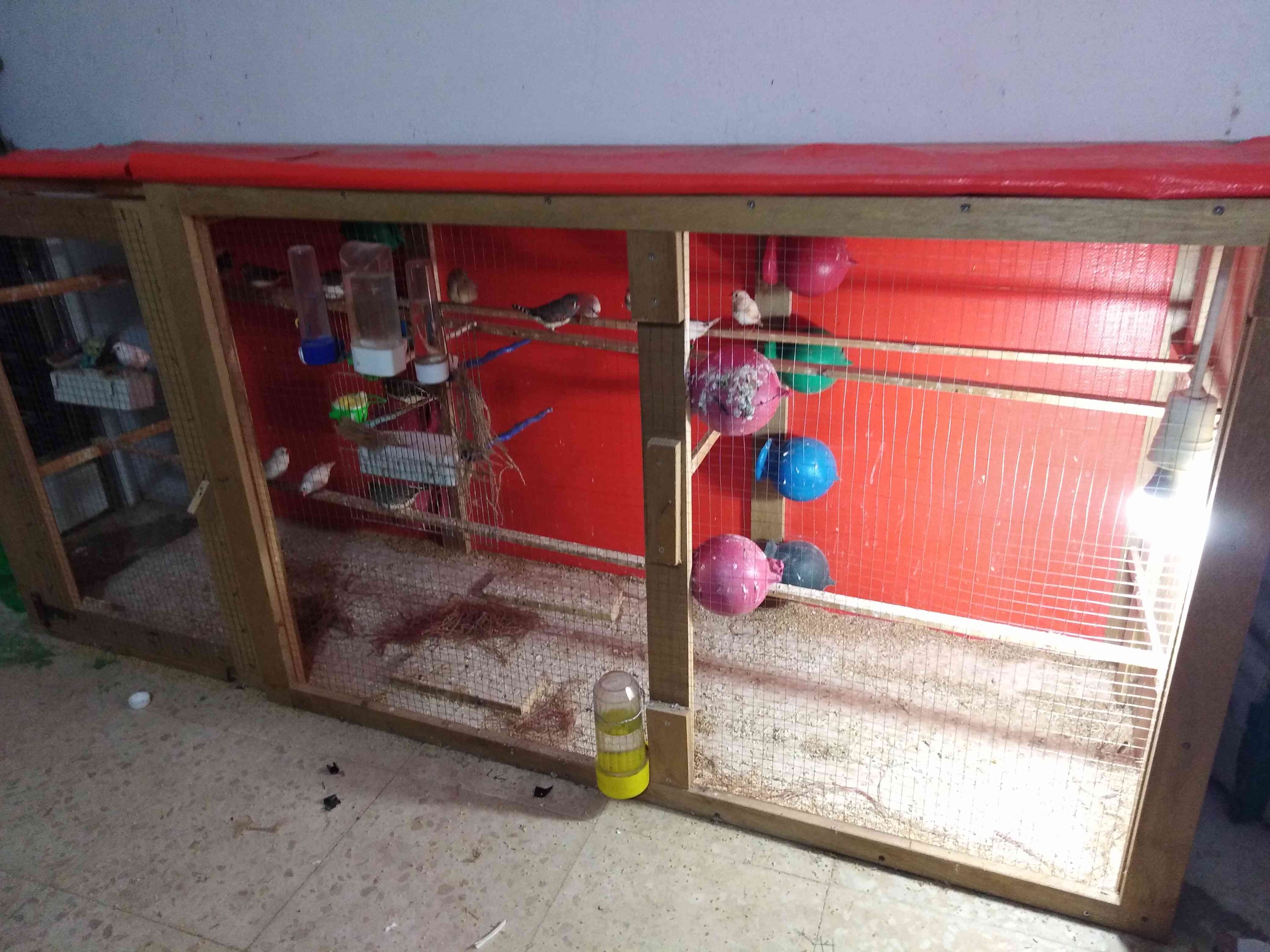 طيور جنة شغلات مع بيض
لا تنسَ أنك شاهدت هذا الإعلان في عنكبوت
10 جواز جنة شغلات اشي بايض وشي...
