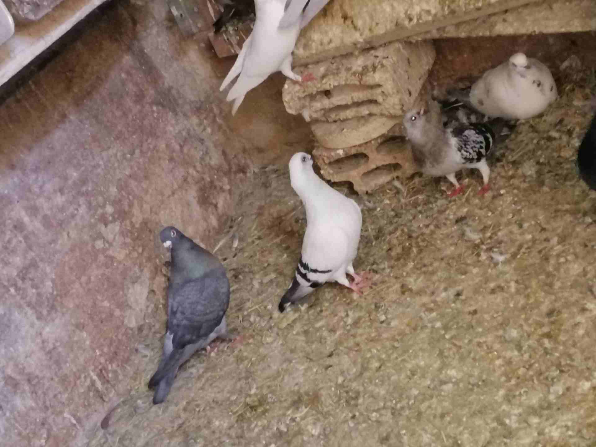 حمام للبيع عمان البنيات
لا تنسَ أنك شاهدت هذا الإعلان في عنكبوت
حمام بلدي عدد 20 زوج
حمام بولندي...