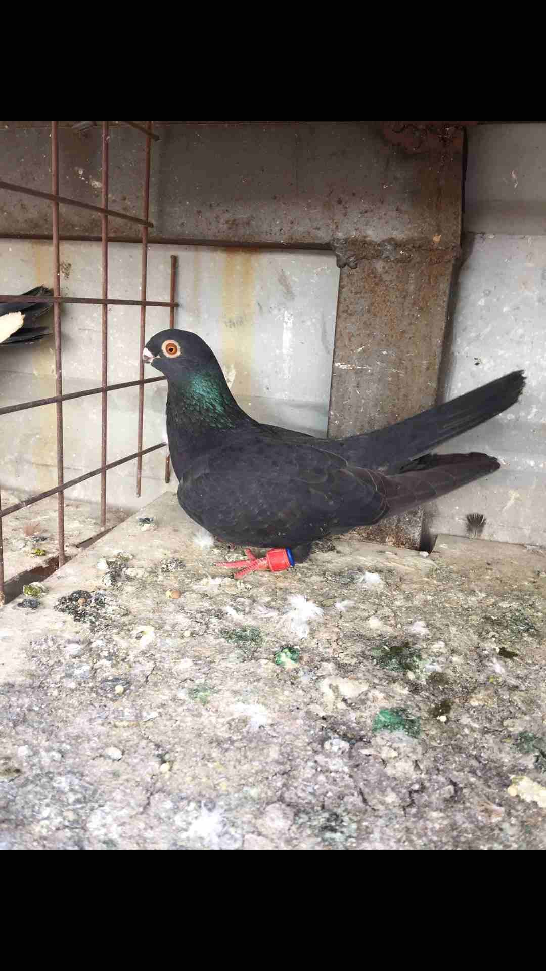 9 طيور كش بسعر مغري
لا تنسَ أنك شاهدت هذا الإعلان في عنكبوت
الطيور كش كلهم فحول
عدد 9 للبيع كلهم...