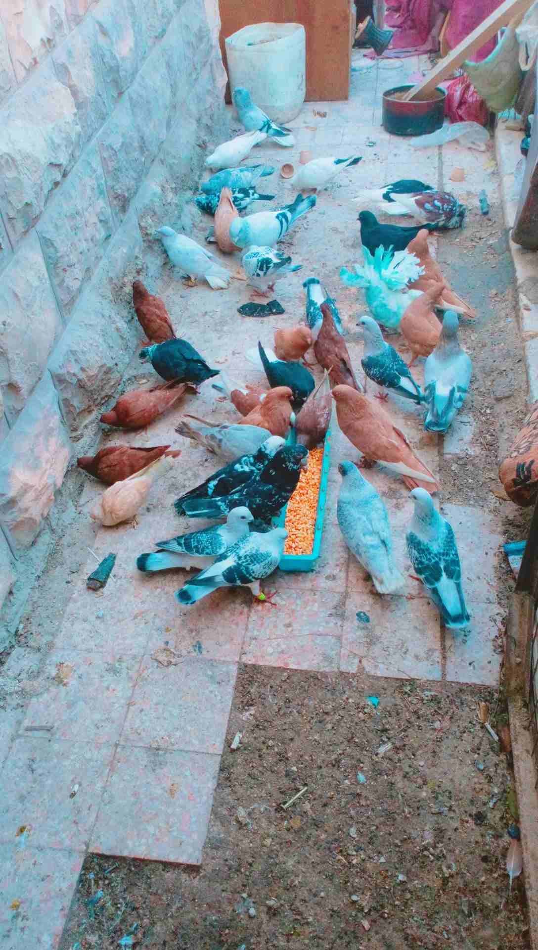حمام زق وفراخخ
لا تنسَ أنك شاهدت هذا الإعلان في عنكبوت
حمام كش وزق وفراخخ...