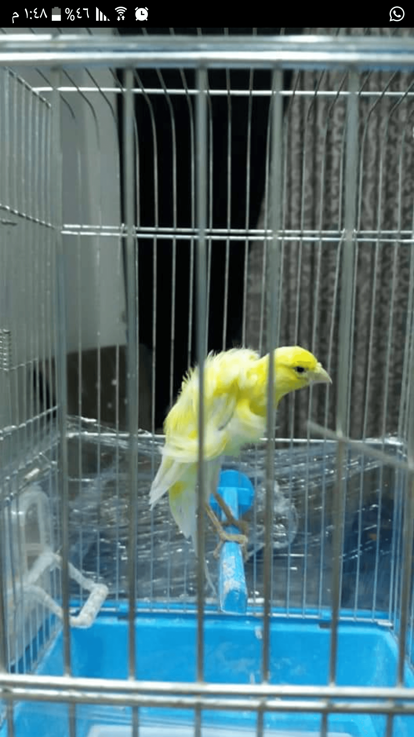 كنار للبيع
لا تنسَ أنك شاهدت هذا الإعلان في عنكبوت
كنار جنوبي للبيع انتاج بلدي بدايه تغريد حبه حل...