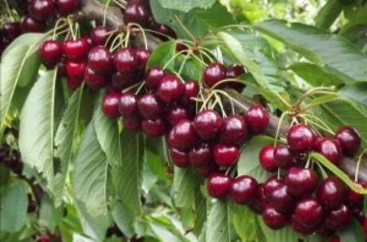 زراعة وبيع الاشجار المثمرة والزينة 0779674272
لا تنسَ أنك شاهدت هذا الإعلان في عنكبوت
زراعة و...