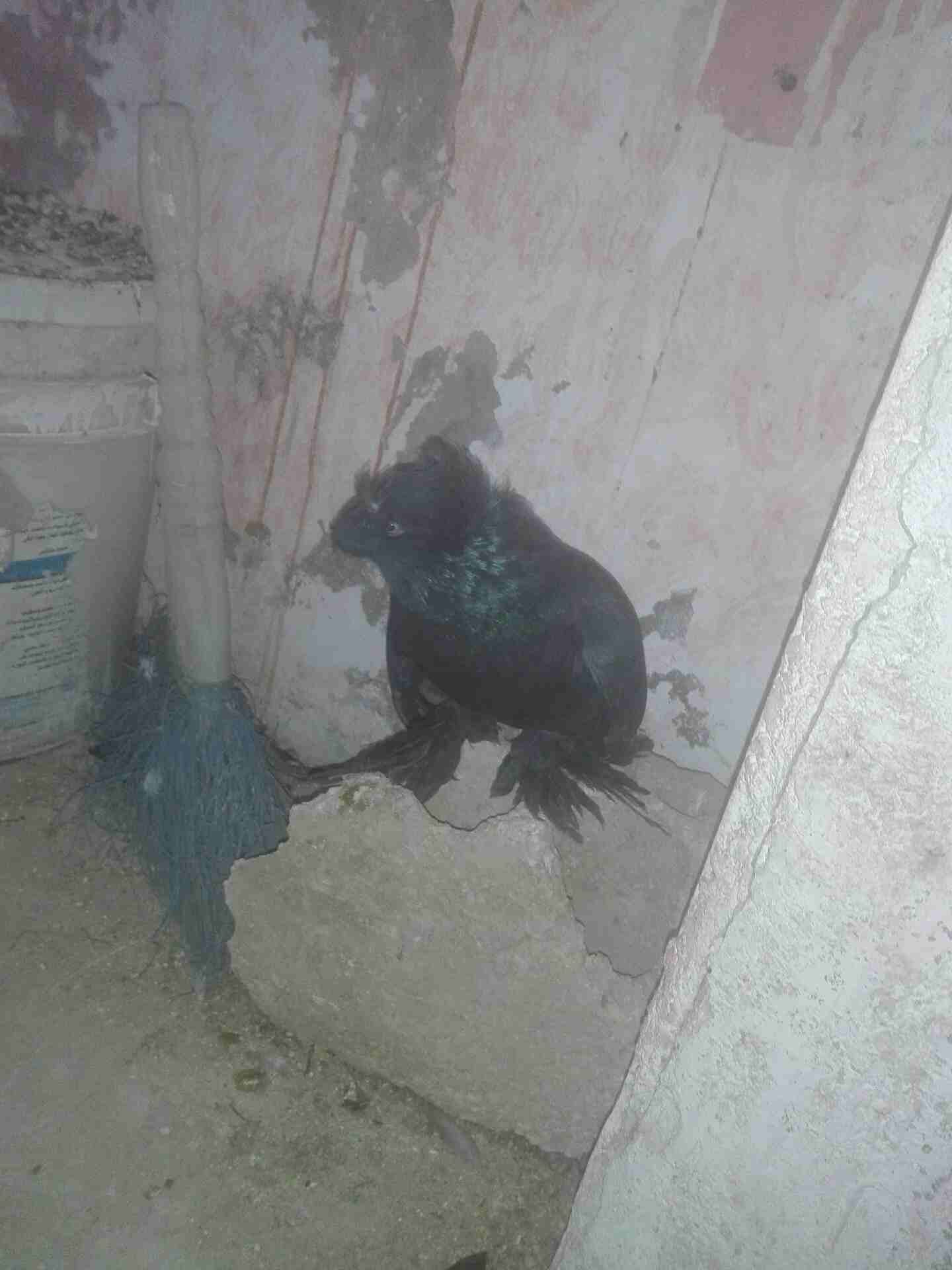 فحل بوخاري للبيع .. فحل زي النار سعرو 17دينار
لا تنسَ أنك شاهدت هذا الإعلان في عنكبوت
الفحل مرتب...