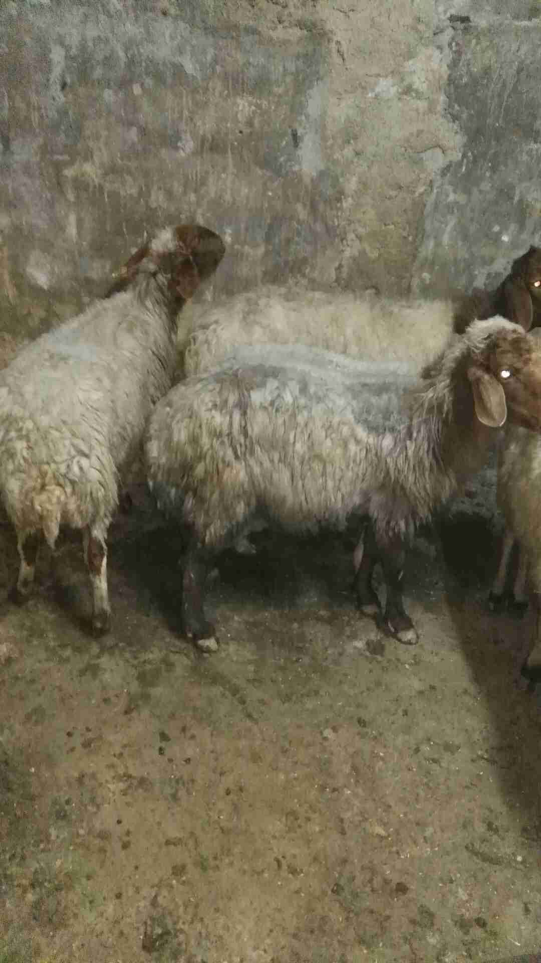 نعجه عشار ثلاث شهور
لا تنسَ أنك شاهدت هذا الإعلان في عنكبوت
نعجه عشار ثلاث شهور بصلاه على الن...