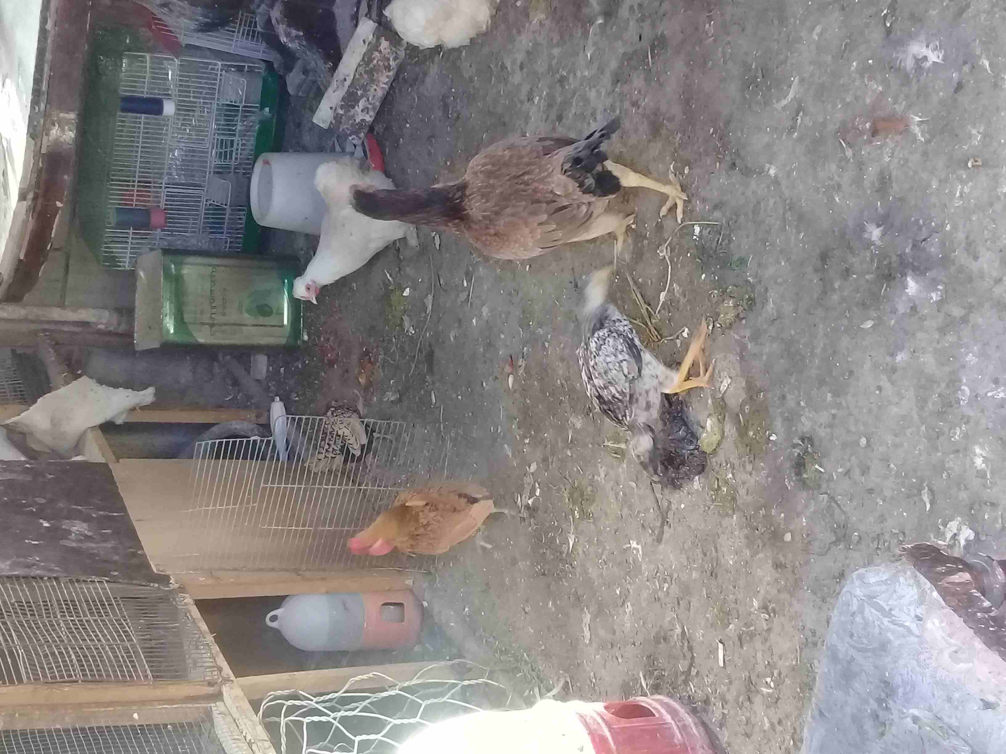 مجموعة جاج مشكل للبيع
لا تنسَ أنك شاهدت هذا الإعلان في عنكبوت
حاجه باكستاني مع فرخ عمر شهر
ديك و...