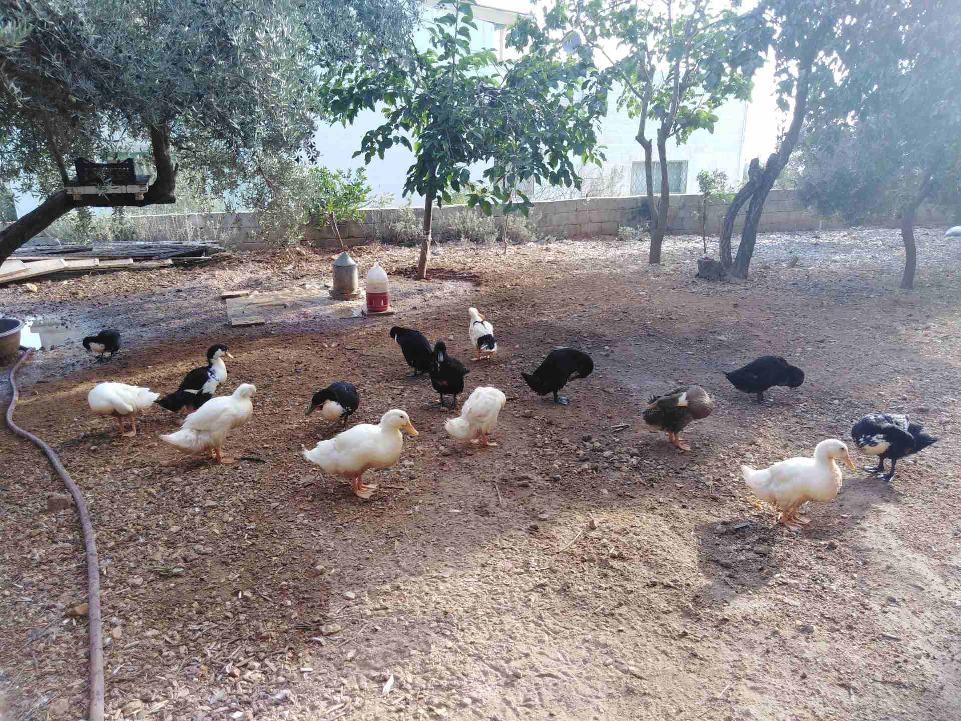 بط عمر 4 شهور
لا تنسَ أنك شاهدت هذا الإعلان في عنكبوت
الذكور ب 7 والإناث 8 ( 0778446753 السلط)...