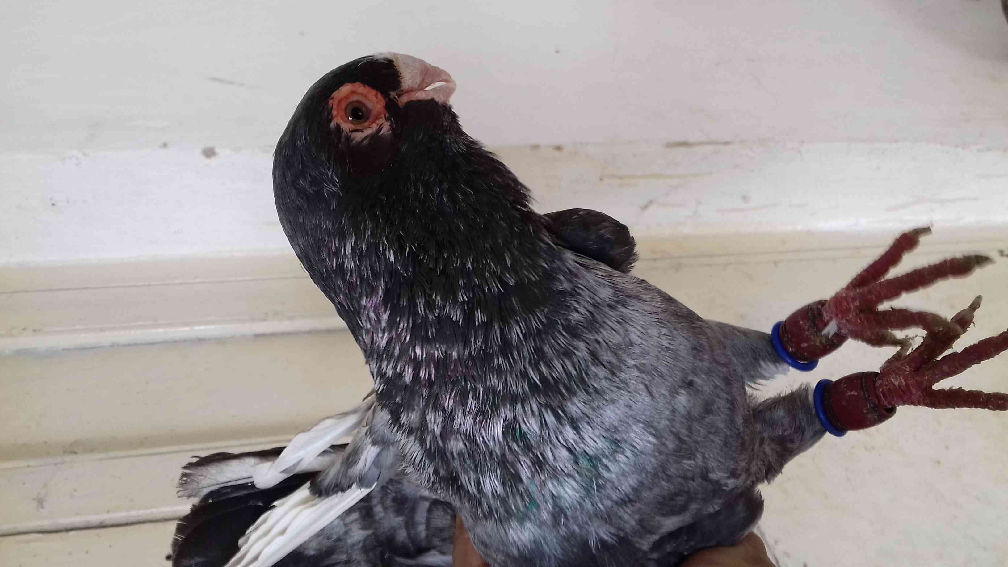 جوز بطارد على بيض شغال باذن الله
لا تنسَ أنك شاهدت هذا الإعلان في عنكبوت
على الطبيعه احلى بكث...