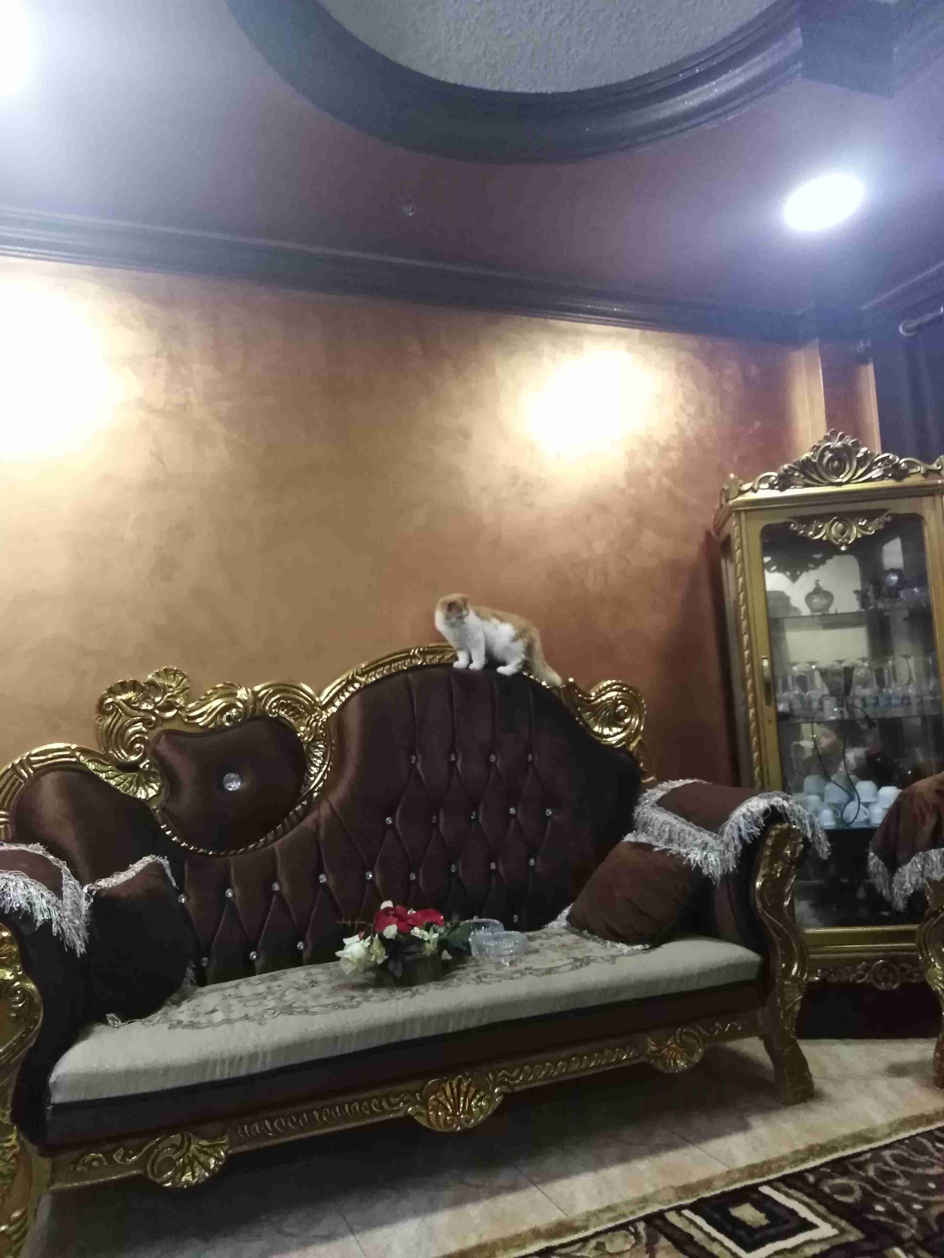 قطه للبيع معها جواز سفر
لا تنسَ أنك شاهدت هذا الإعلان في عنكبوت
اسم القطه كي كي
معاها كرت الم...
