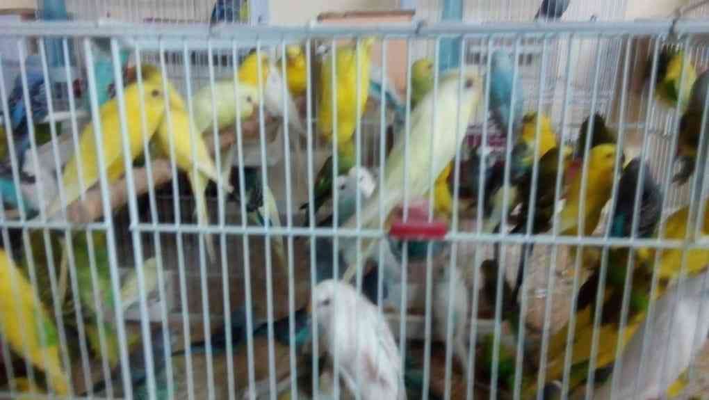 طيور بلدي (شغال منتج) مع كواخ جداد .. ورفوف جدادا .. وباب .. للمربين المطاير بسعر لقطة ومغري
لا تنسَ أنك شاهدت هذا الإعلان في عنكبوت...