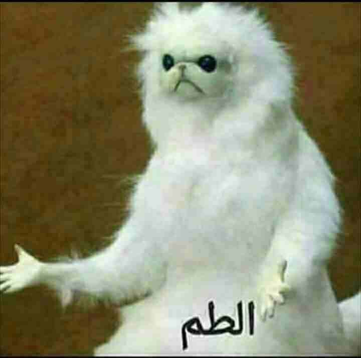 مطلوب بيت للايجار ..
لا تنسَ أنك شاهدت هذا الإعلان في عنكبوت
طبربور ابو عليا ..دوار العودات ..وما...