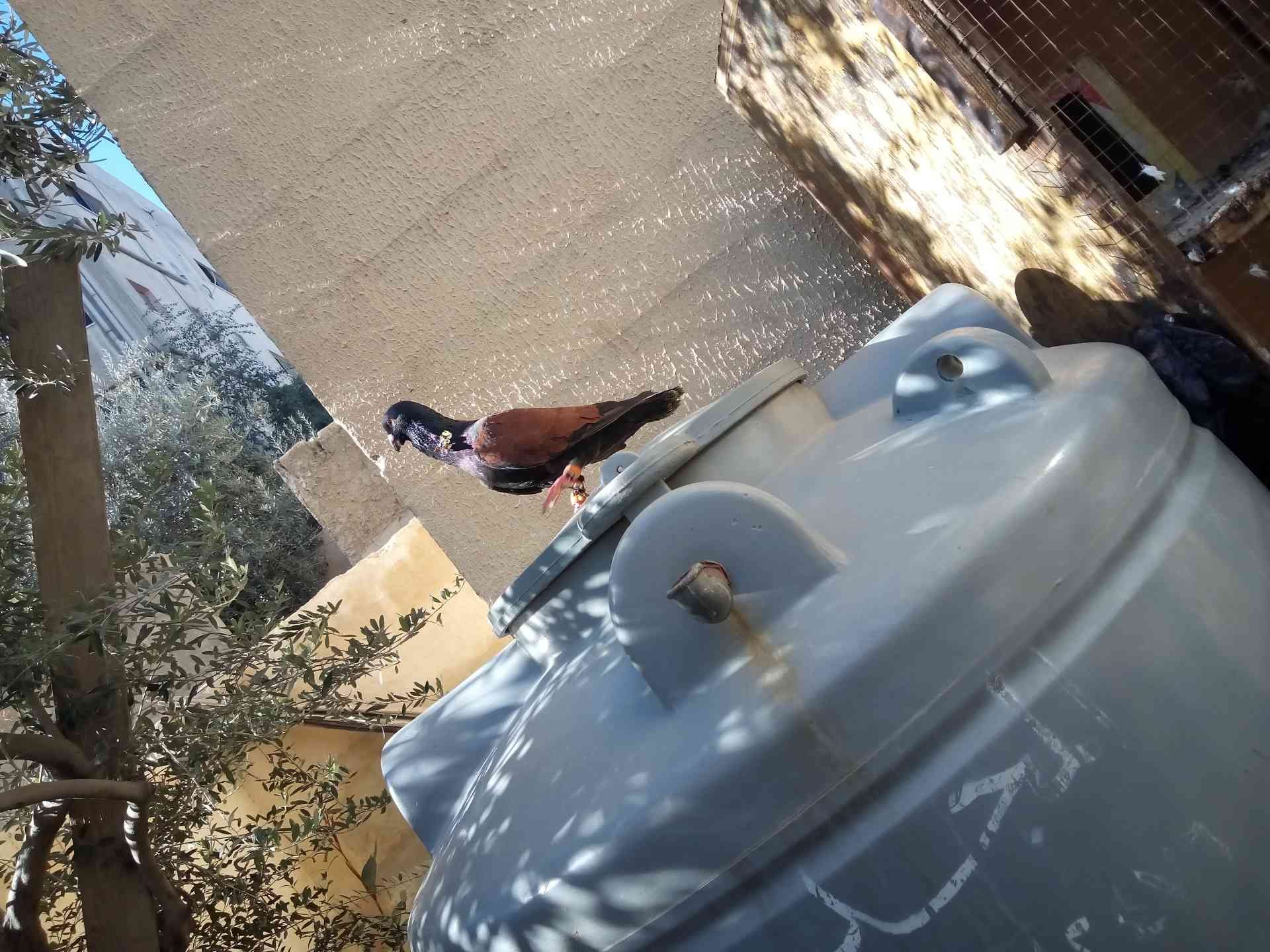 فحل للبيع
لا تنسَ أنك شاهدت هذا الإعلان في عنكبوت
فحل قرنفلي للبيع
او البدل...