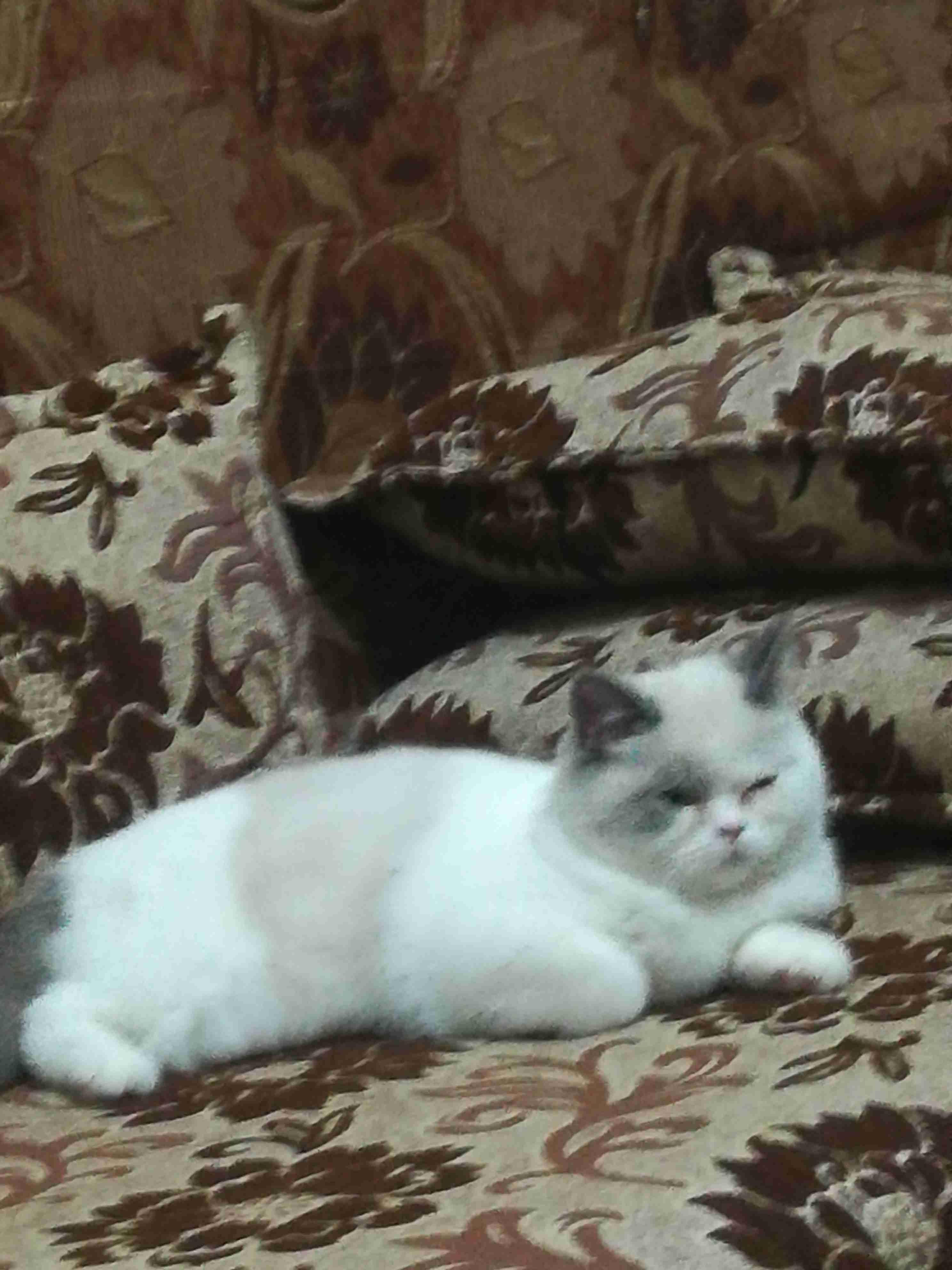اربد الحي الجنوبي خلف مسجد علياء التل
لا تنسَ أنك شاهدت هذا الإعلان في عنكبوت
قطه شرا زيه لون...