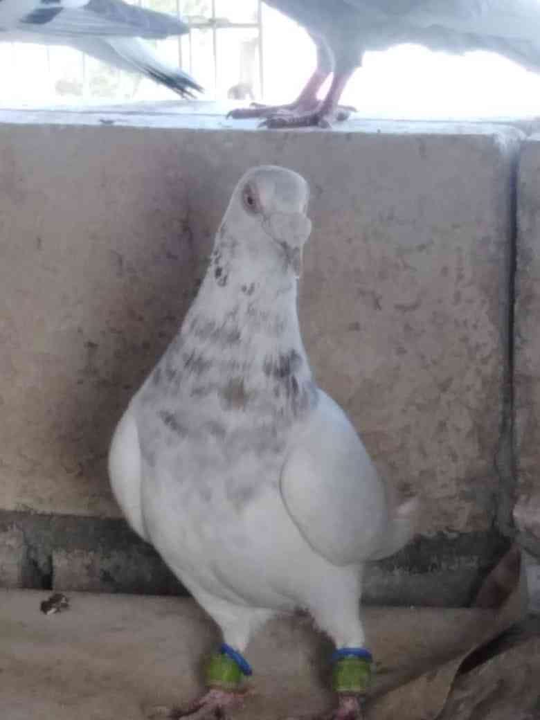 مطلوب حمام زاجل
لا تنسَ أنك شاهدت هذا الإعلان في عنكبوت
مطلوب حمام زاجل اصلي بدل الحمام اللي...