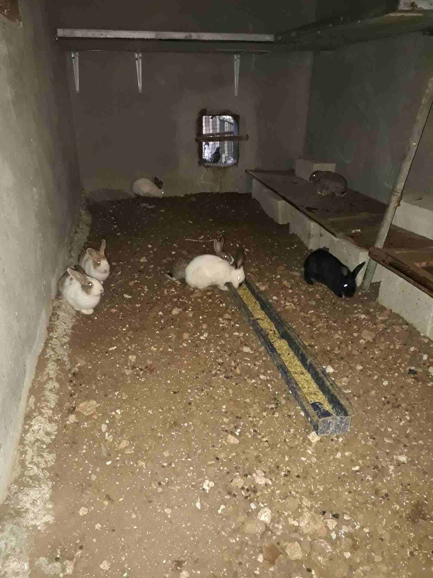 أرانب للبيع عمان 0799854051
لا تنسَ أنك شاهدت هذا الإعلان في عنكبوت
عمان 0799854051
رقم...