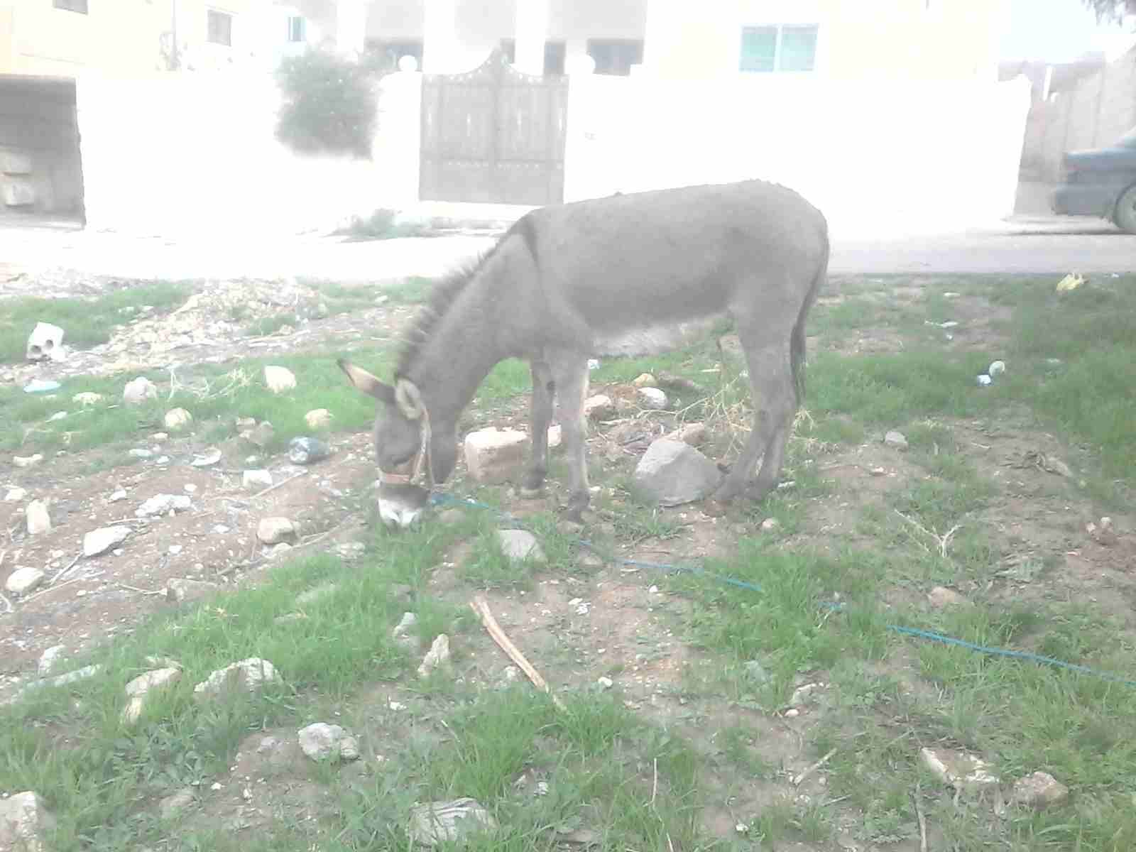 حمار للبيع
لا تنسَ أنك شاهدت هذا الإعلان في عنكبوت
حمار للبيع
رق...