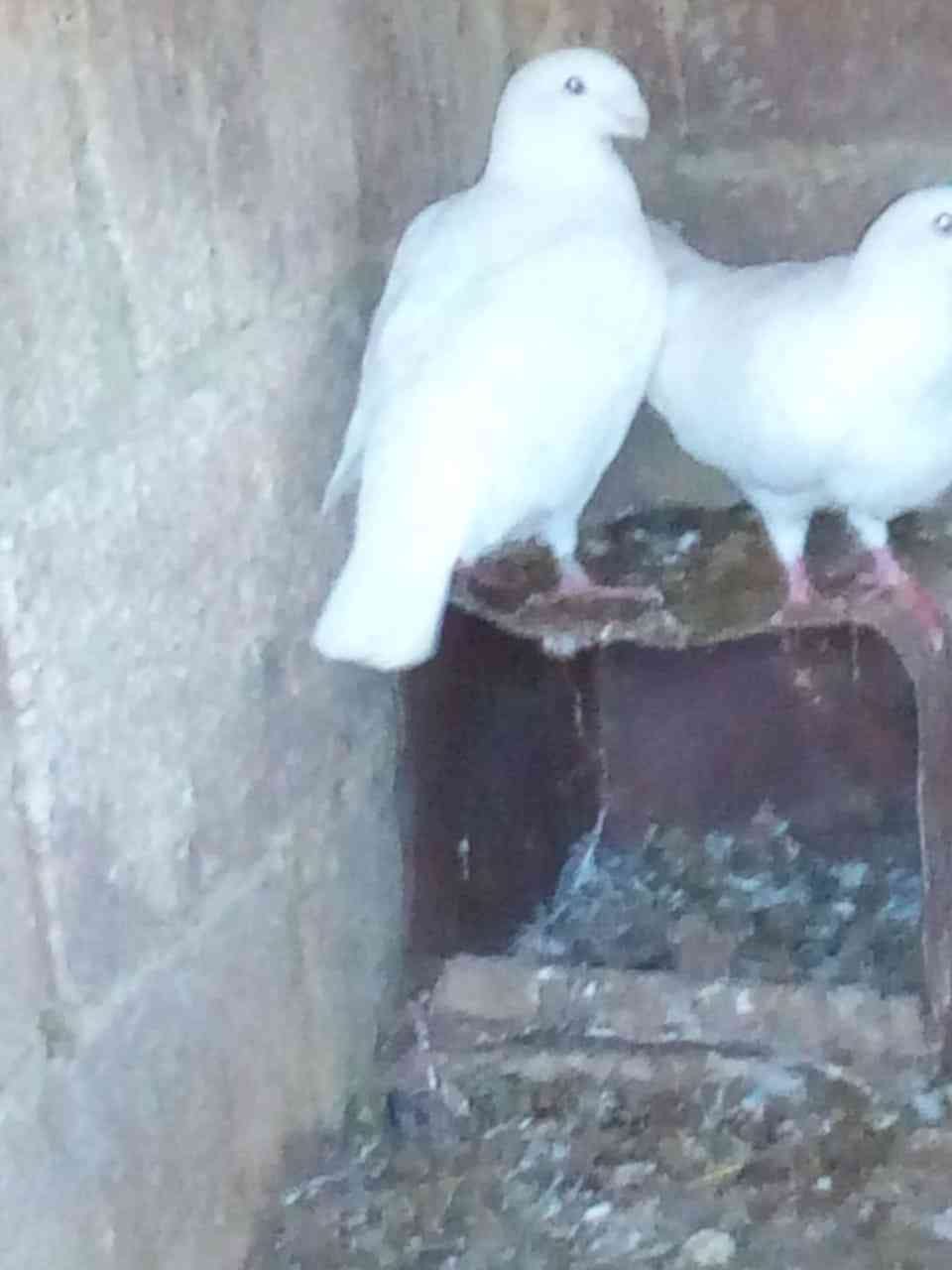 حمام هومر أبيض اللون
لا تنسَ أنك شاهدت هذا الإعلان في عنكبوت
هومرات...