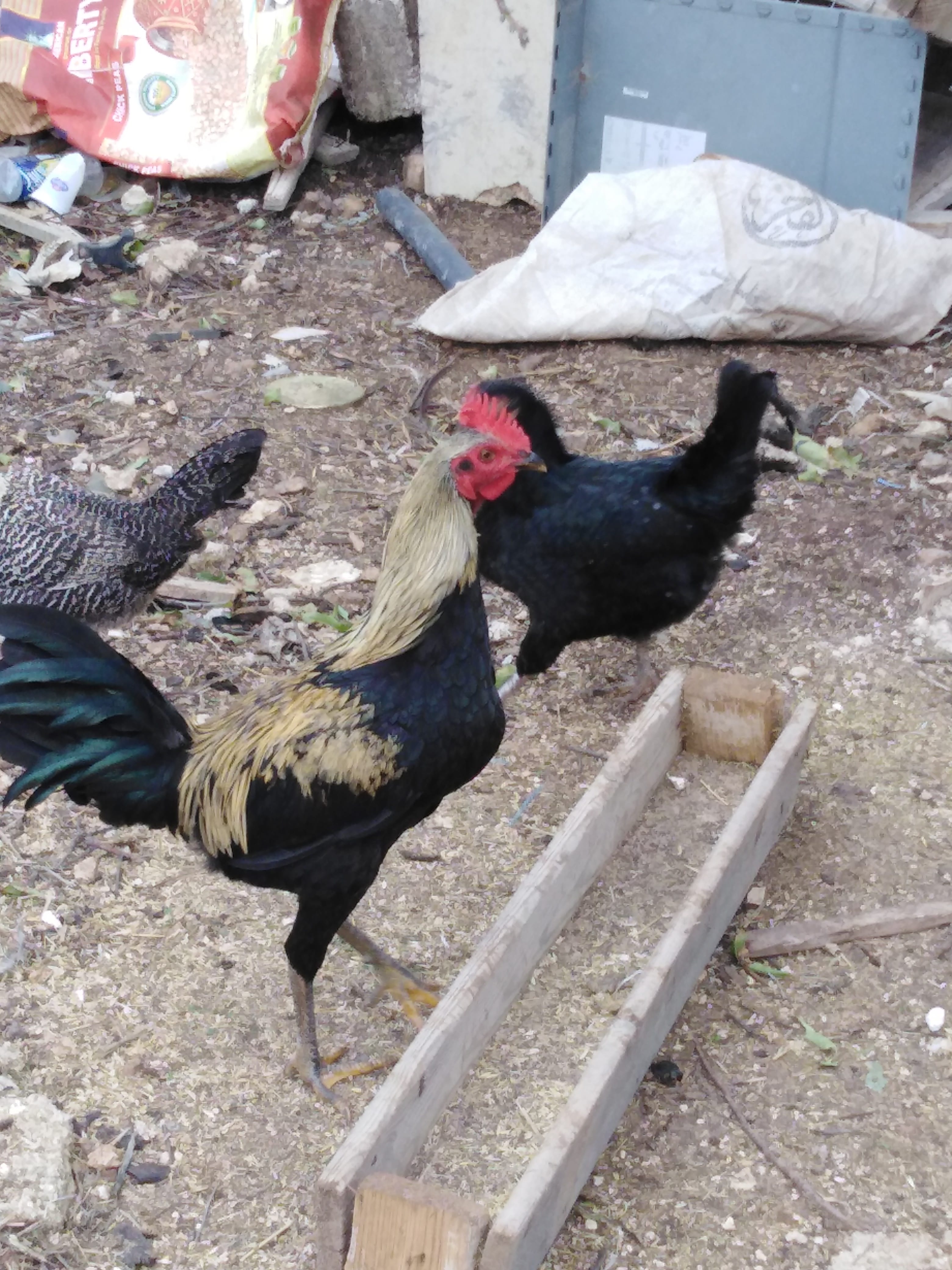 لأهل الخبره شو النوع وكم السعر
لا تنسَ أنك شاهدت هذا الإعلان في عنكبوت
شو النوع...