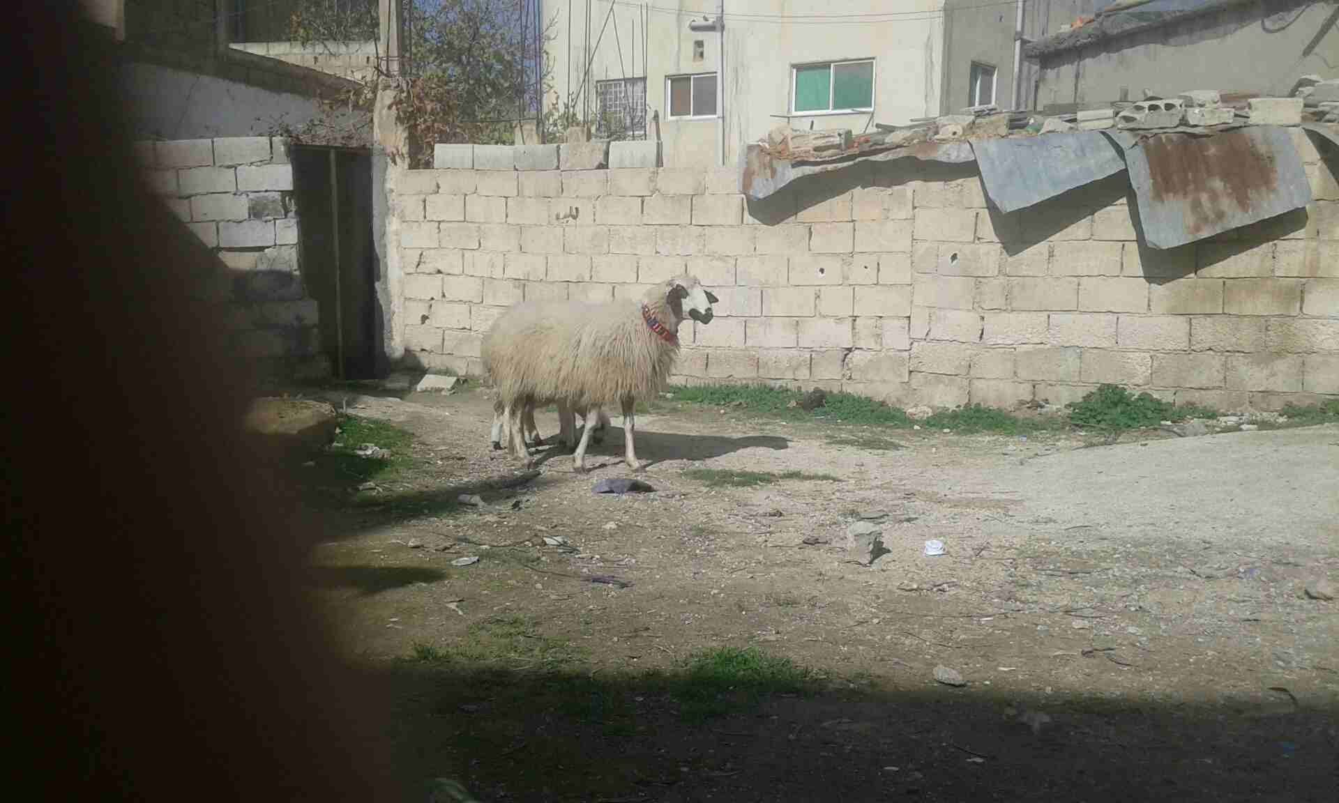 نعجه قبرصيه نخب النخب وراها توم
لا تنسَ أنك شاهدت هذا الإعلان في عنكبوت
نعجه قبرصي اصلي نخب النخب...