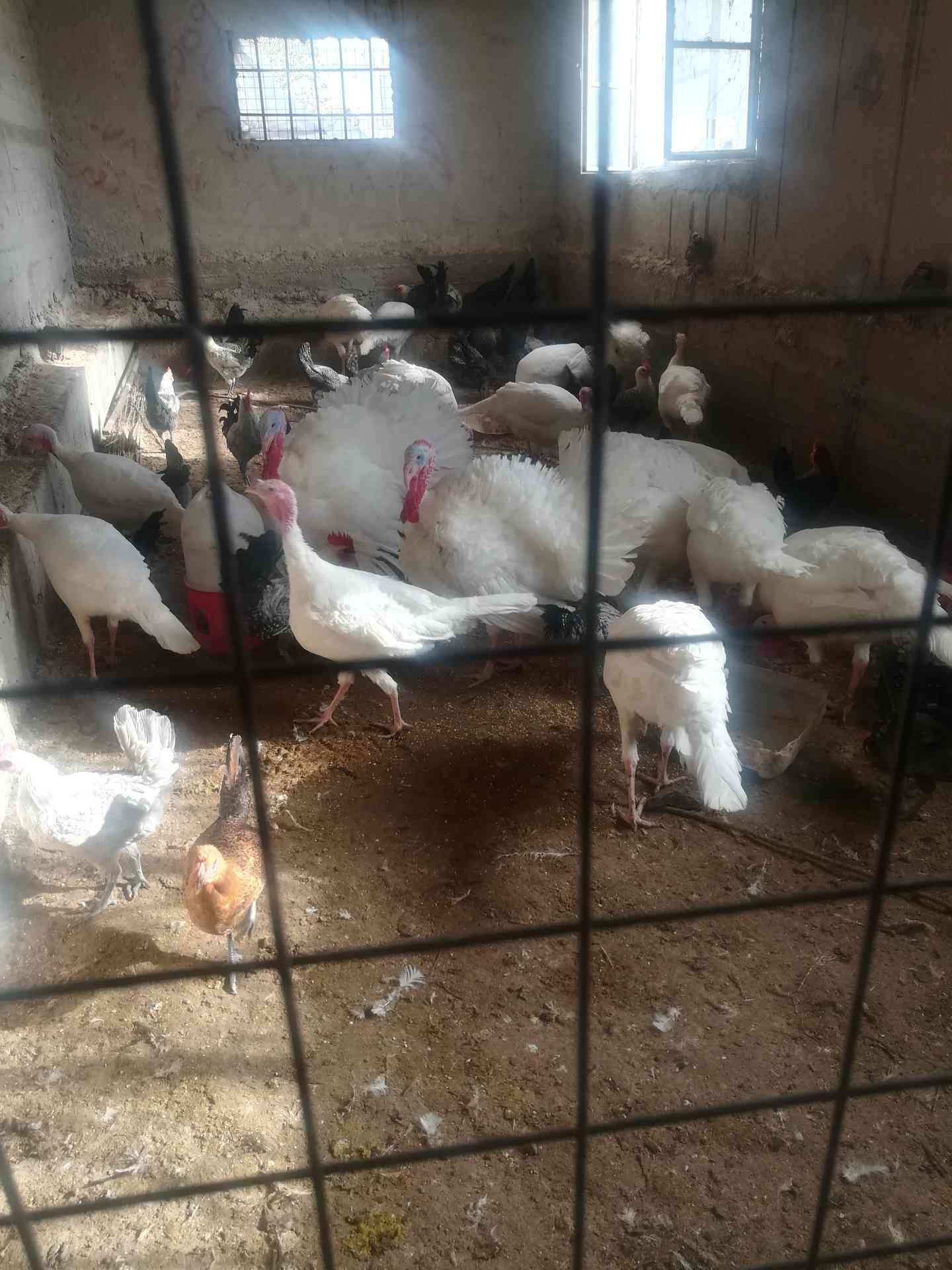 حبش ابيض
لا تنسَ أنك شاهدت هذا الإعلان في عنكبوت
حبش ابيض ) ذكور (
نخب
عدد5
40 دينار للحبة...