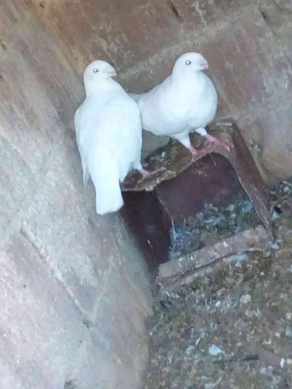 حمام هومر أبيض اللون
لا تنسَ أنك شاهدت هذا الإعلان في عنكبوت
هومرات...