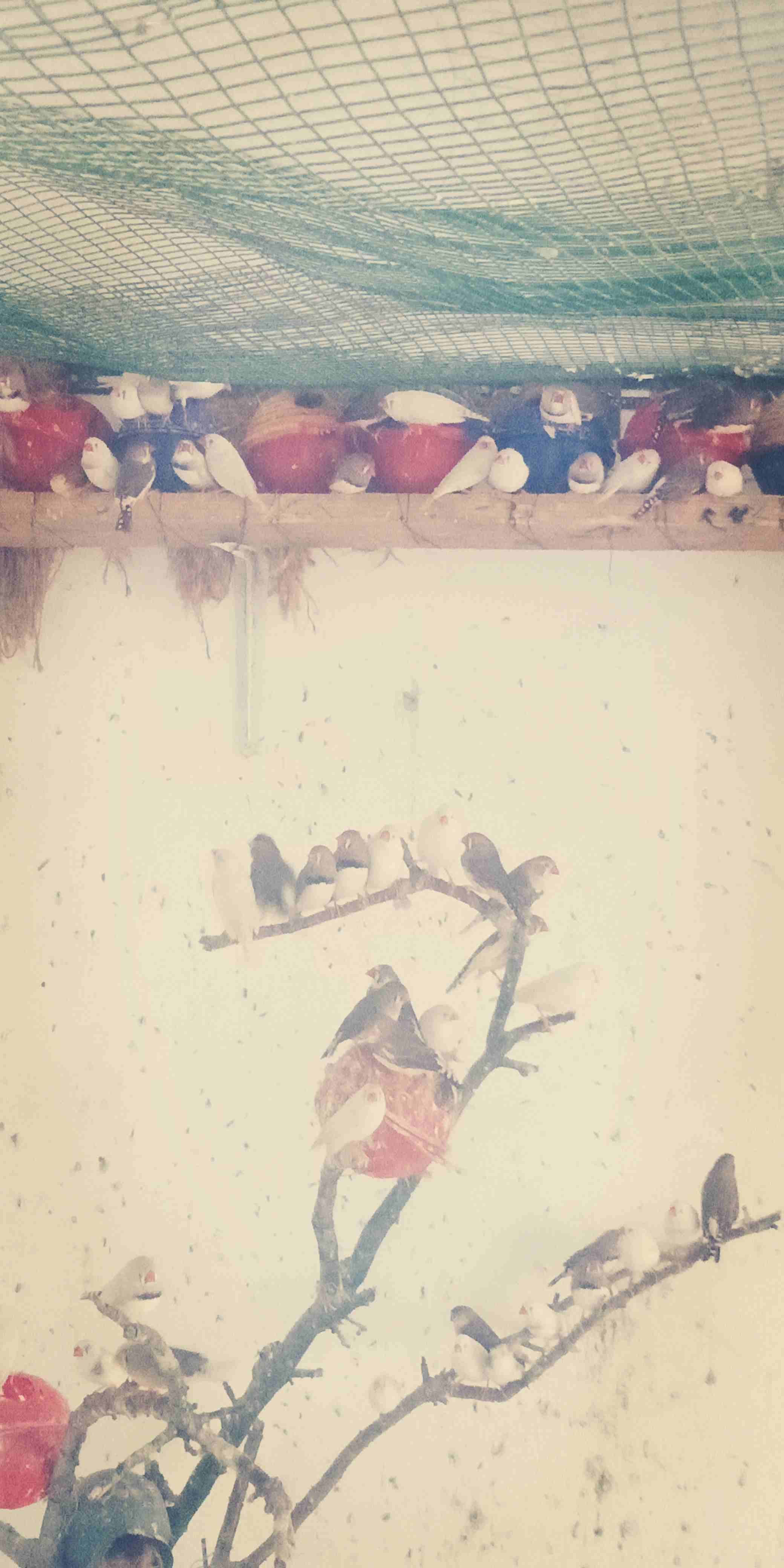 طيور الجنه صلات النبي صحه وحجم كله تحتيه بيض وفراخ اكثره لون ابيض البيع كوم فقط
لا تنسَ أنك شاهدت هذا الإعلان في عنكبوت...