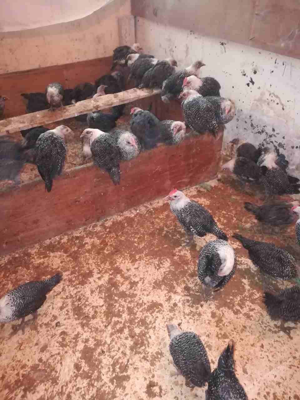 فراخ 122 حبه
لا تنسَ أنك شاهدت هذا الإعلان في عنكبوت
122 فرخه العمر شهرين...