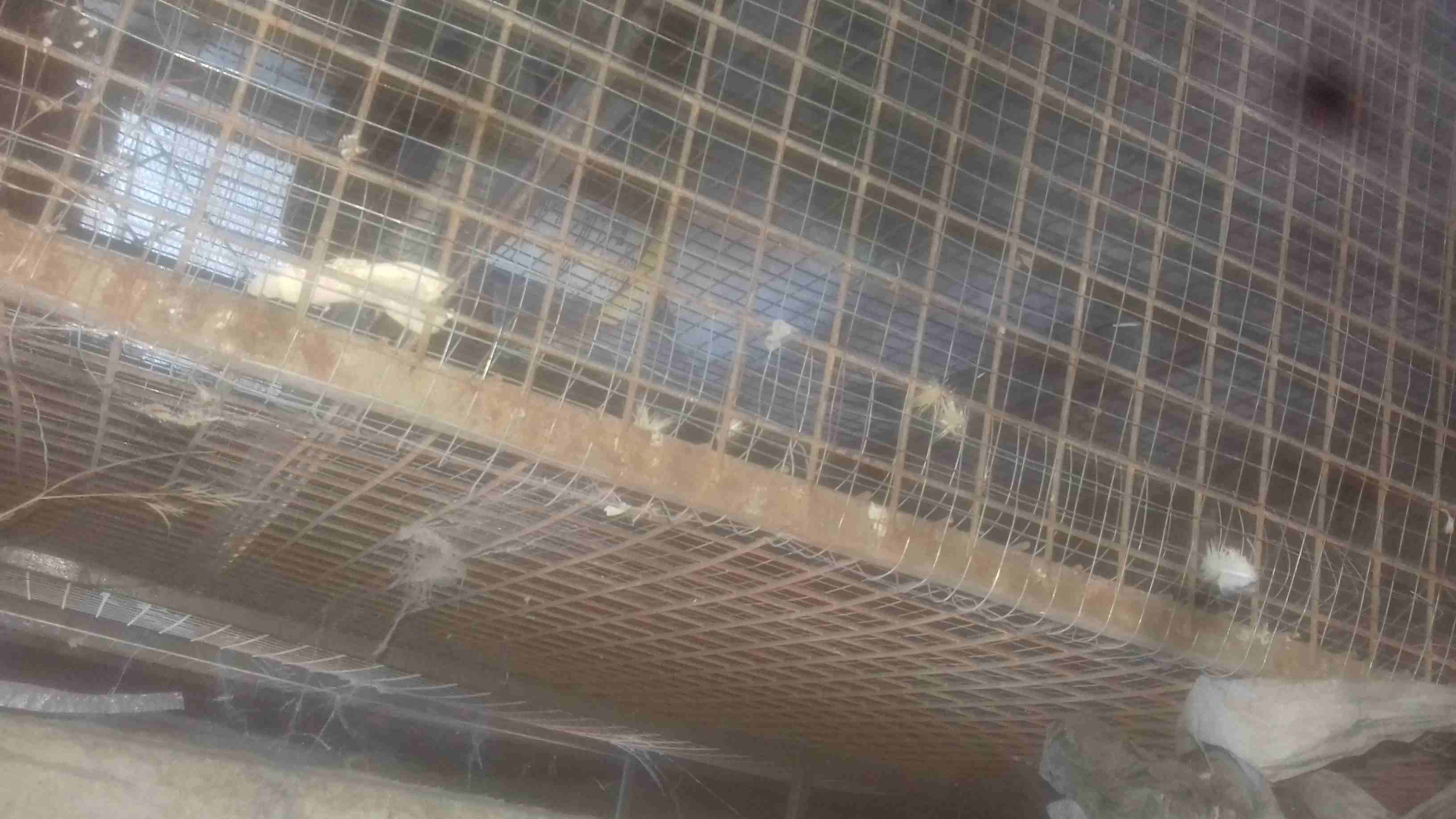 قفص ارنب
لا تنسَ أنك شاهدت هذا الإعلان في عنكبوت
قفص ارنب
رقم ال...