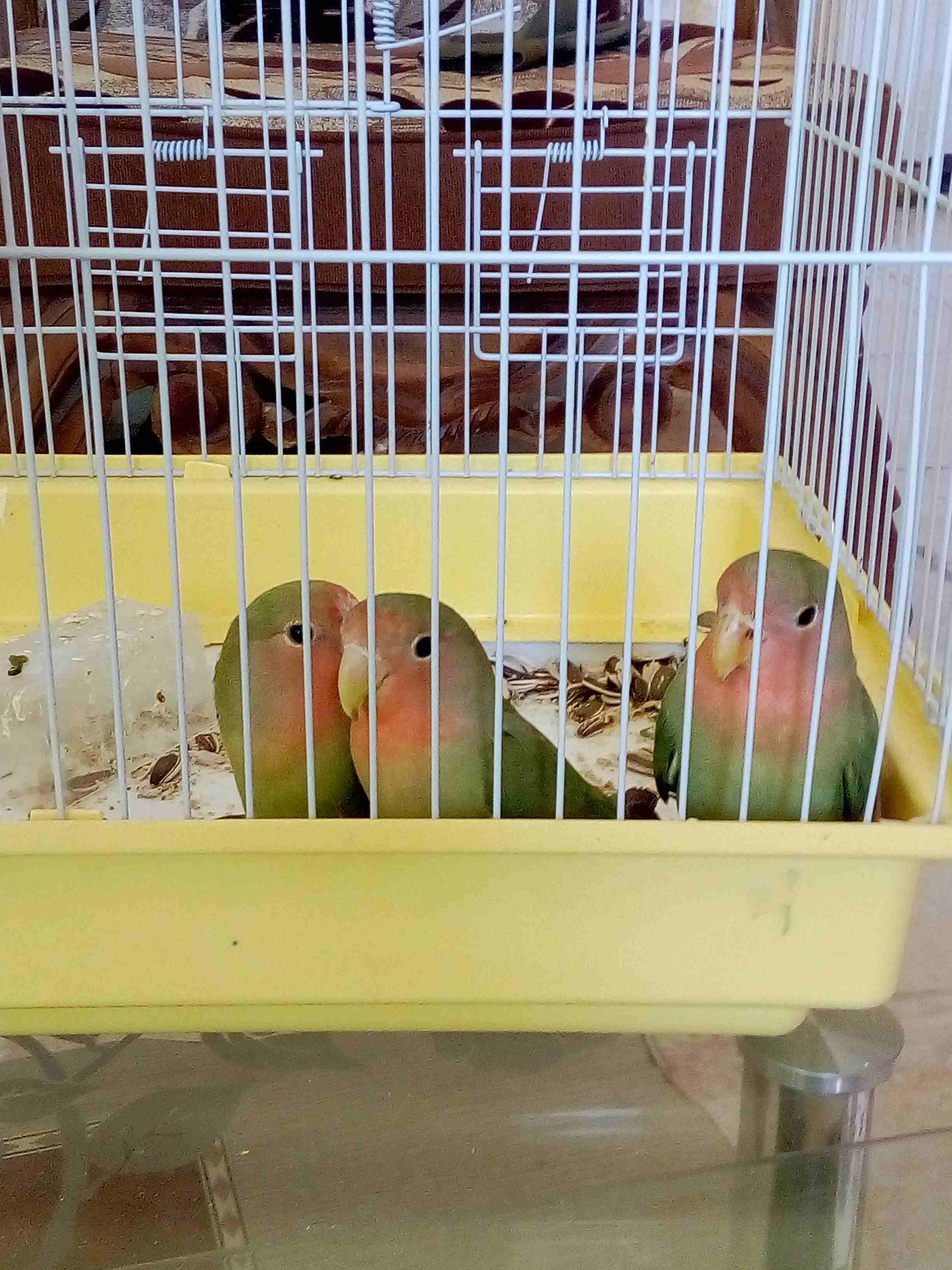 عصافير للبيع او للبدل على طيور
لا تنسَ أنك شاهدت هذا الإعلان في عنكبوت
عصافير للبيع او للبدل...