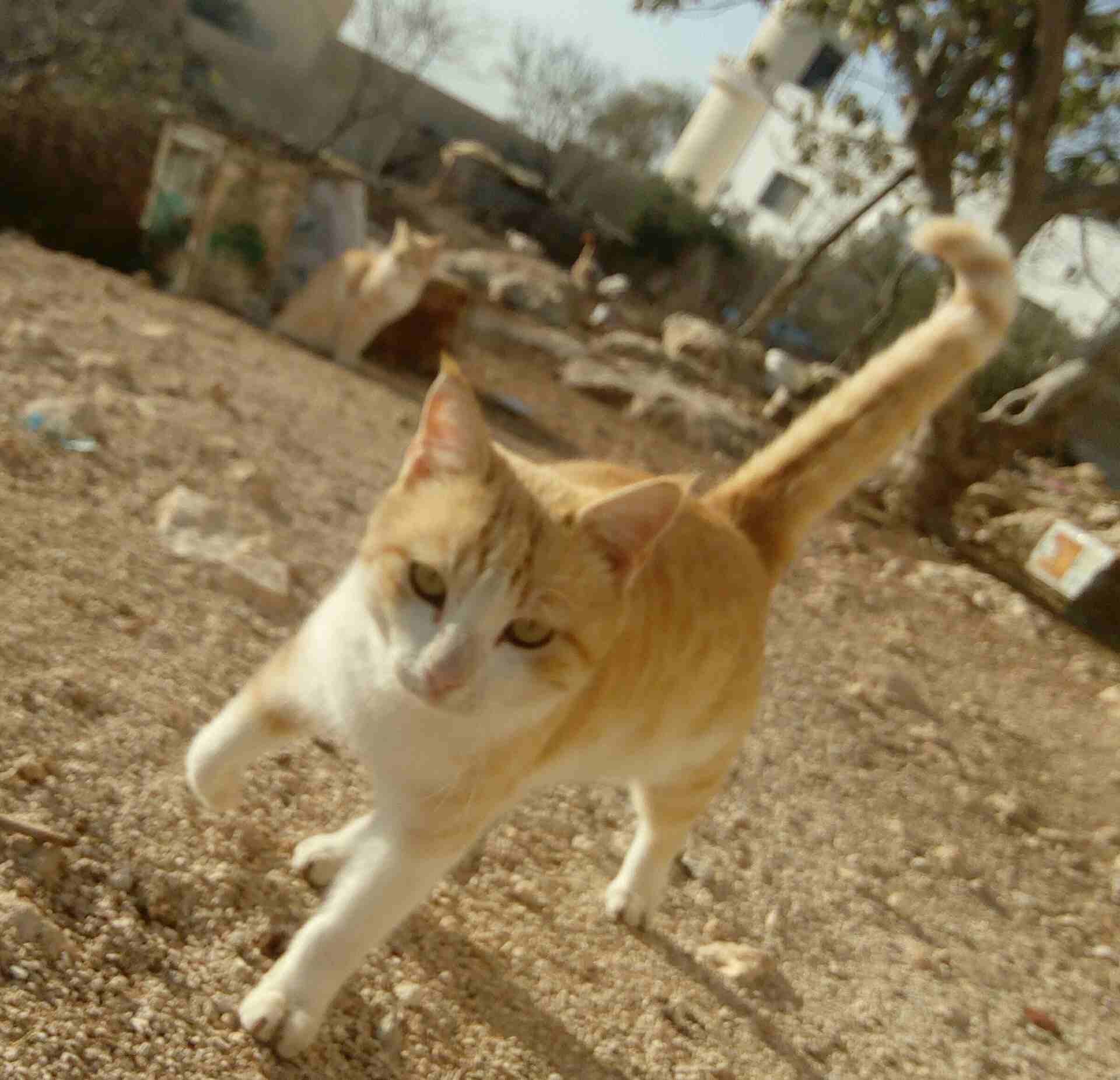 قط فلي فالن
لا تنسَ أنك شاهدت هذا الإعلان في عنكبوت
اذا انت تجي بتاخذه 15...