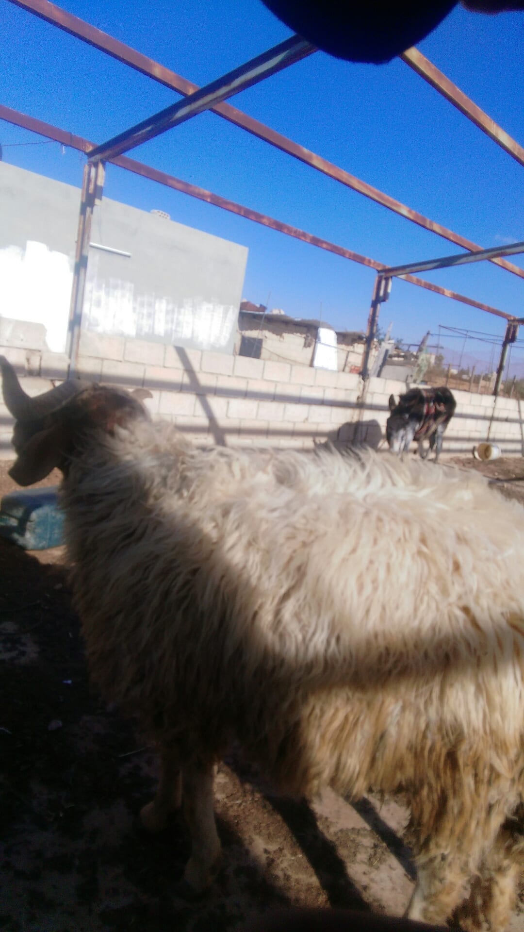 كبش للبيع عمر سنتين
لا تنسَ أنك شاهدت هذا الإعلان في عنكبوت
الموقر للاستفسار0788701851...