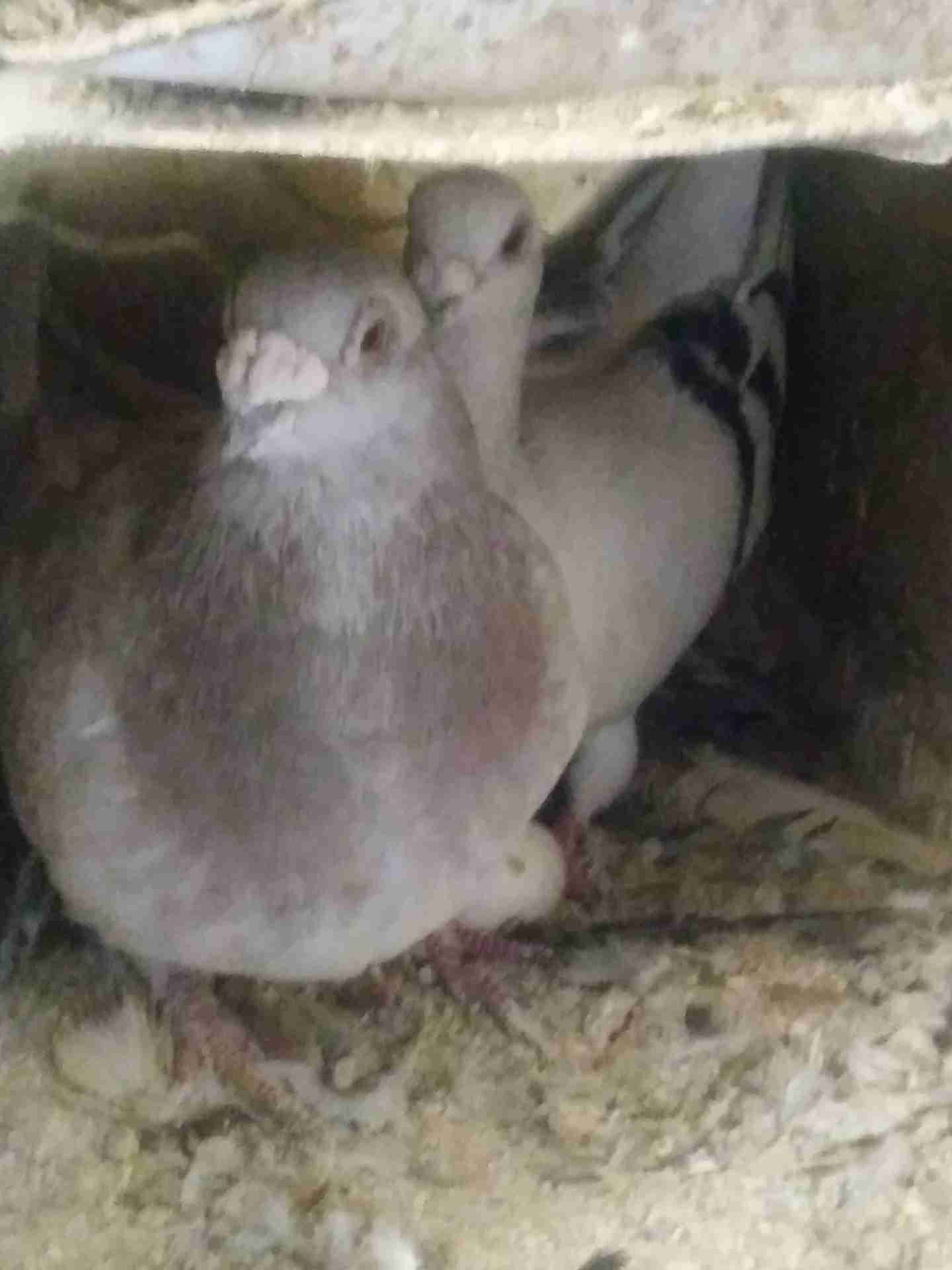 5 جواز شغالات و5 طواير للبيع 0795762012
لا تنسَ أنك شاهدت هذا الإعلان في عنكبوت
1. جوز يهوديا...